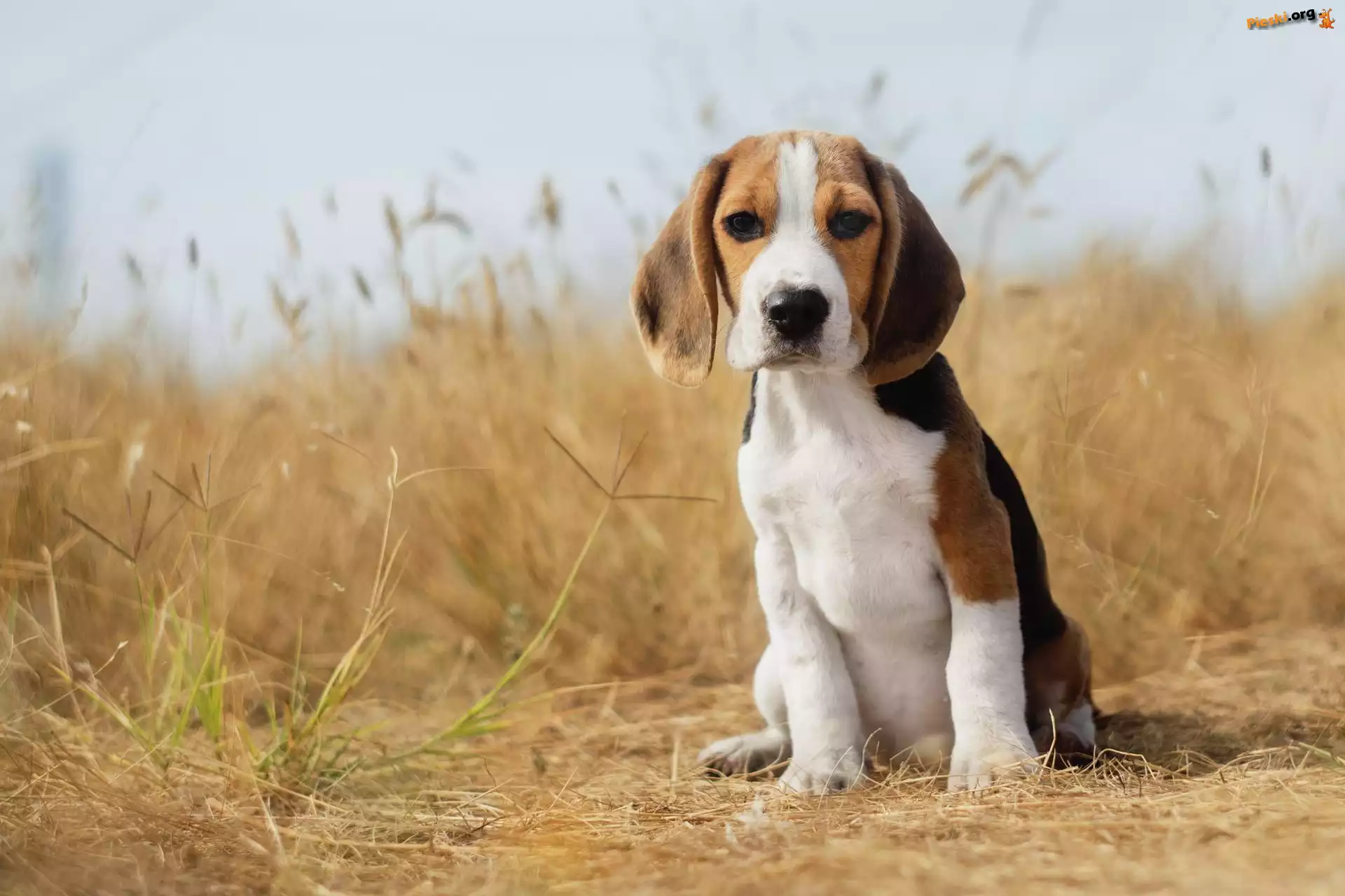 Pies, Siedzący, Szczeniak, Beagle