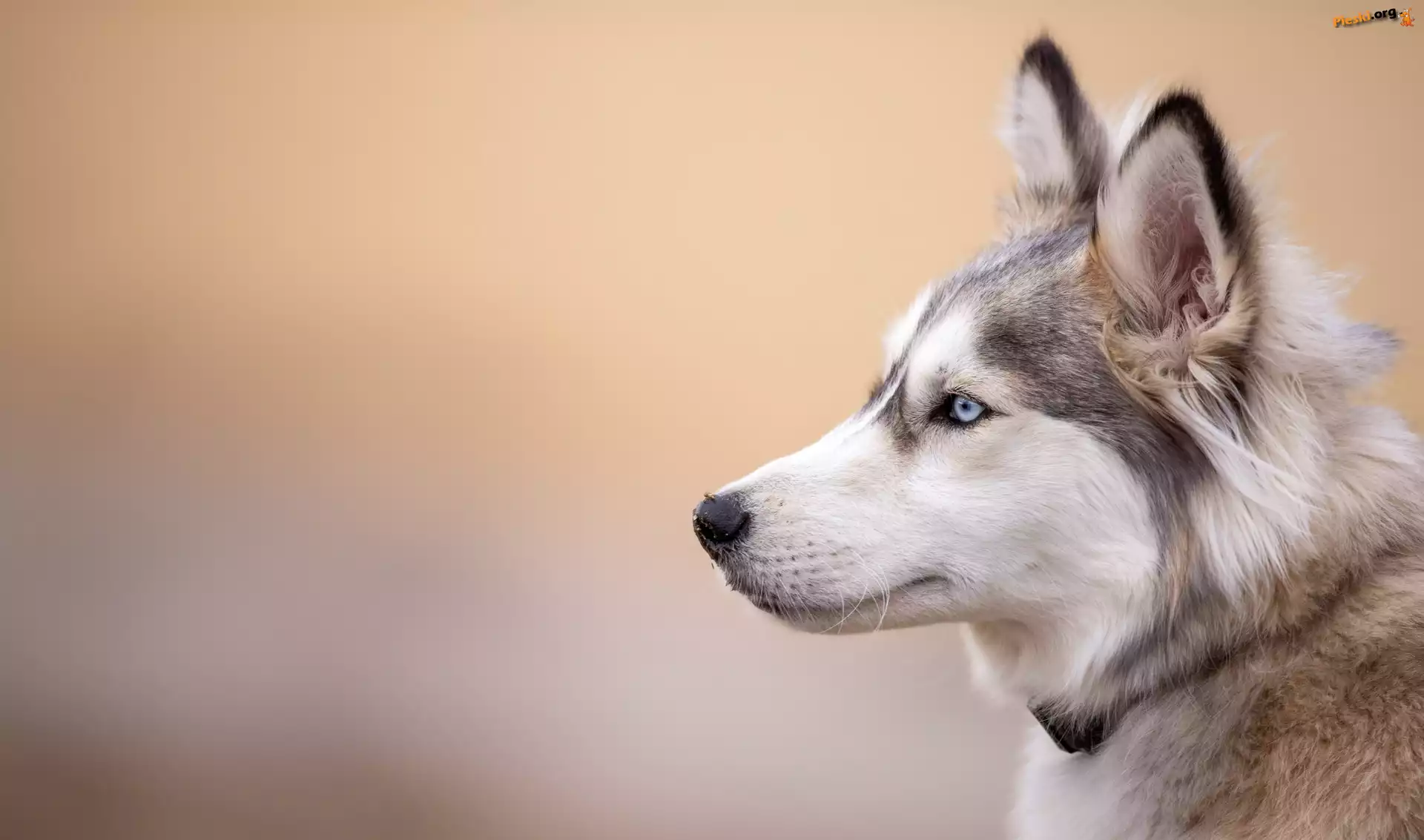 Głowa, Pies, Siberian husky, Profil