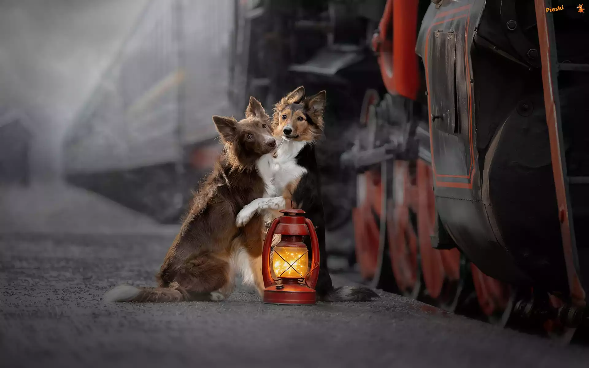 Lampa, Psy, Dwa, Border collie, Pociąg