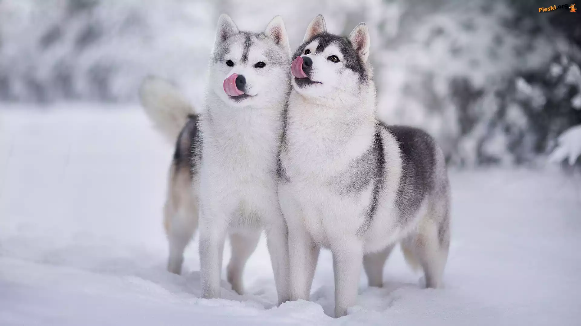 Zima, Psy, Dwa, Siberian husky, Śnieg