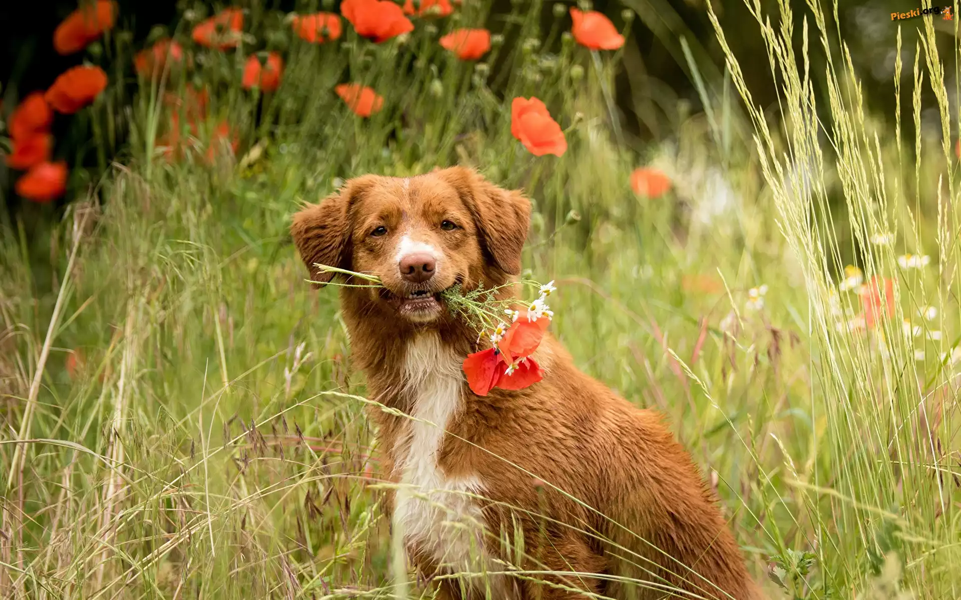 Maki, Pies, Retriever z Nowej Szkocji, Trawa Retriever z Nowej Szkocji