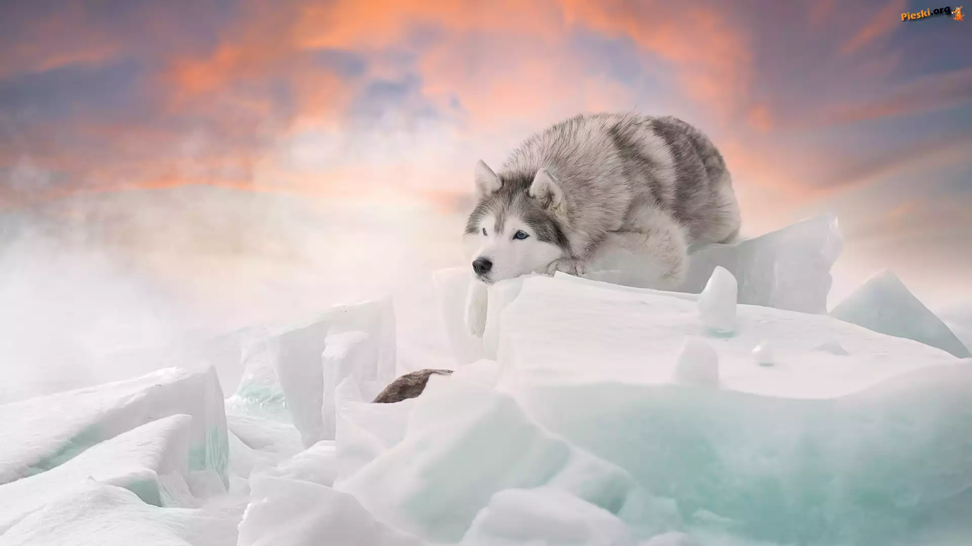 Bryły, Siberian husky, Pies, Śnieg, Zima