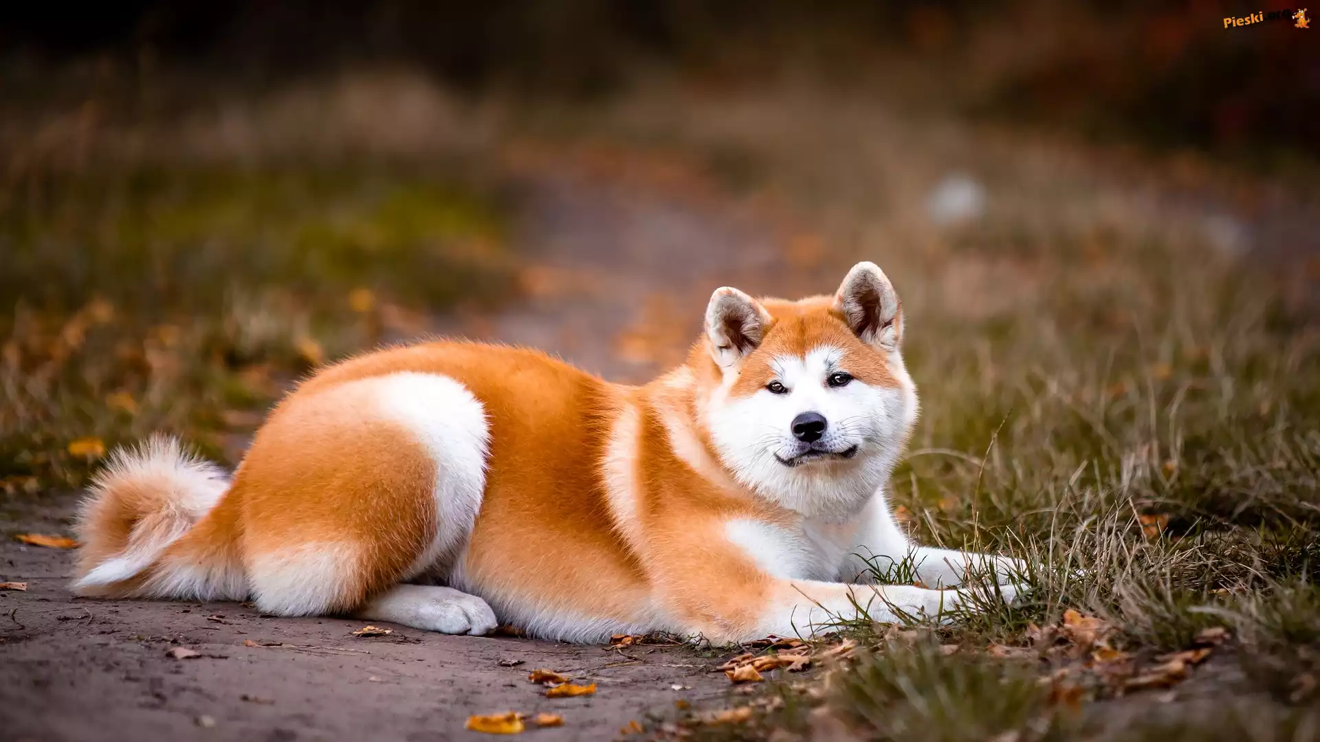 Leżący, Ścieżka, Akita inu, Rudo-biały, Pies, Trawa