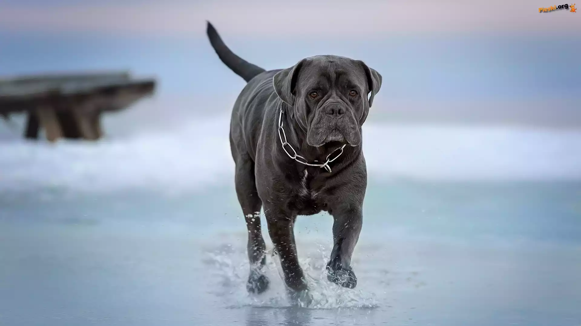 Cane corso, Grafitowy, Pies, Woda