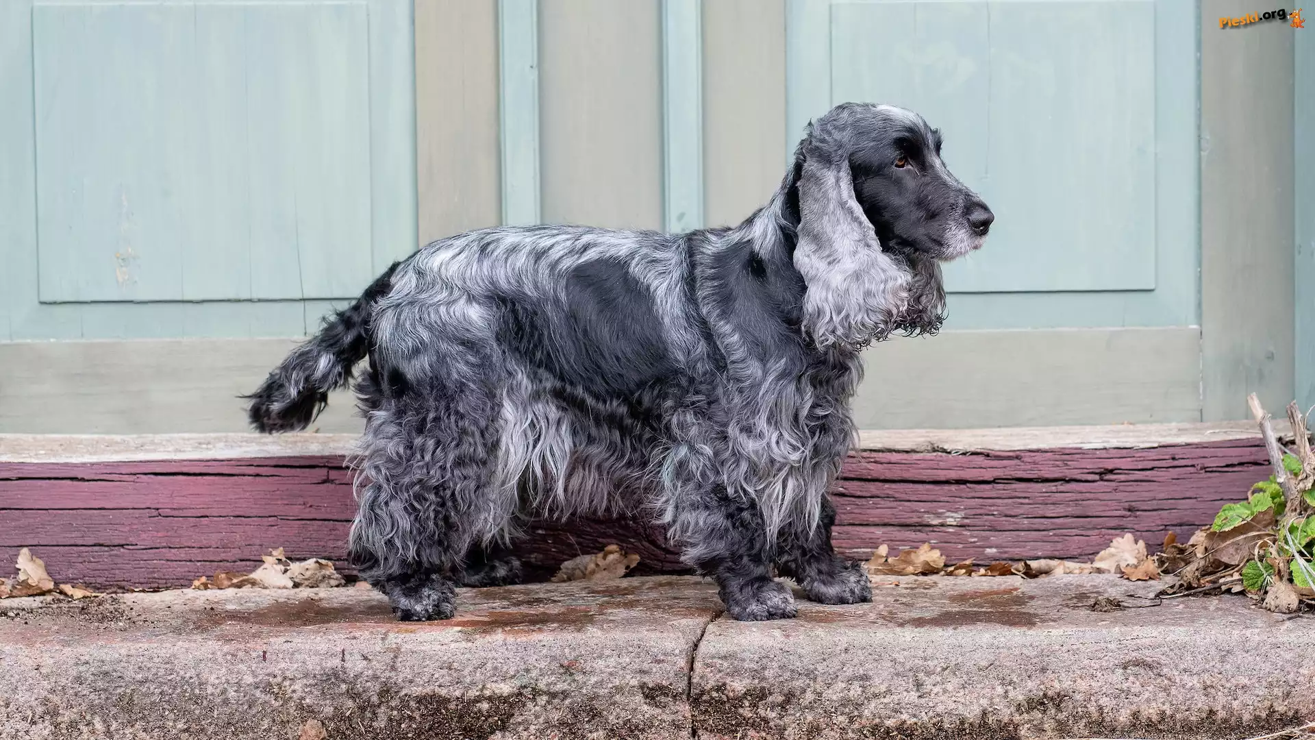 Maść, Pies, Cocker spaniel angielski, Blue roan