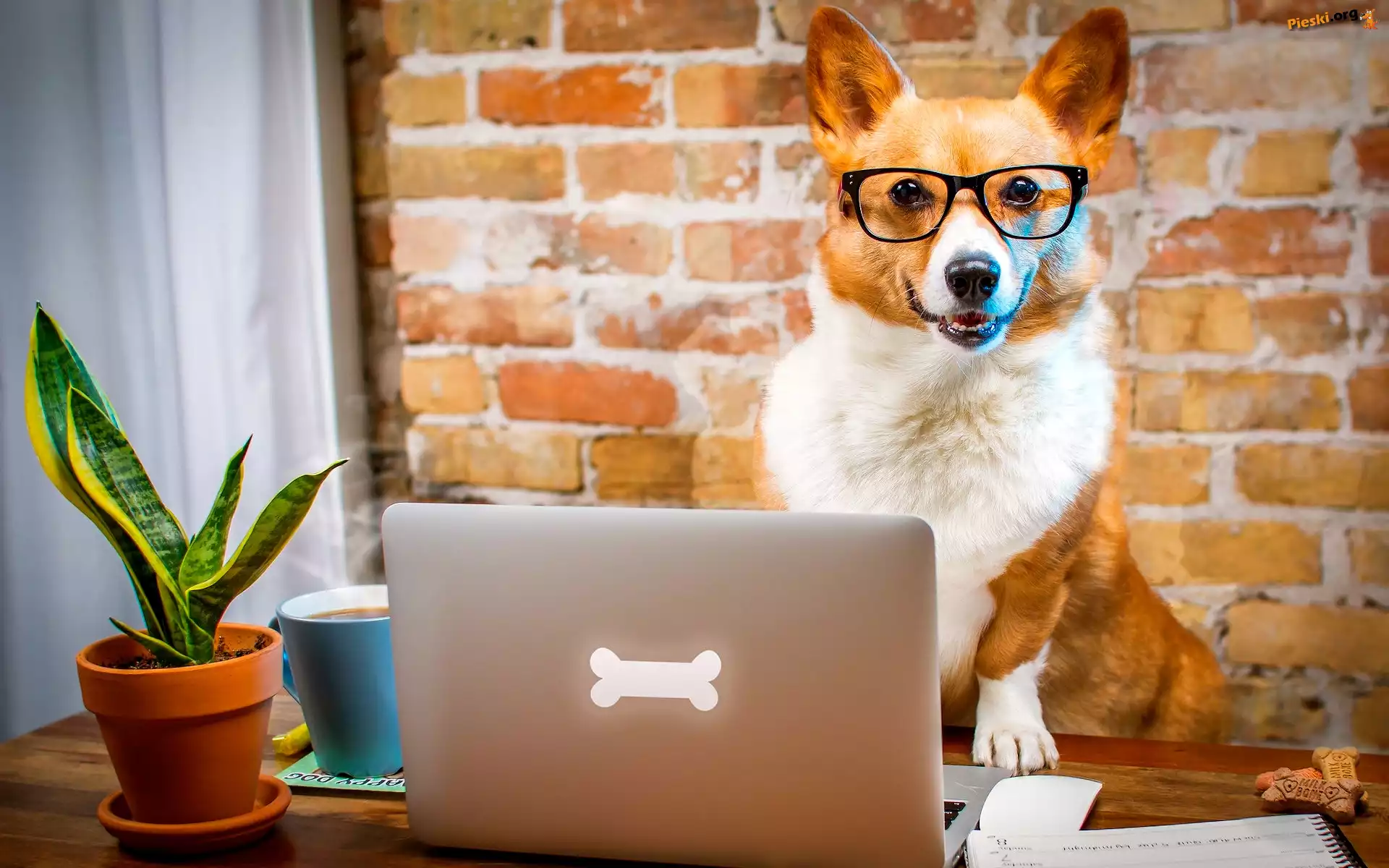 Laptop, Welsh corgi pembroke, Pies, Okulary, Śmieszne
