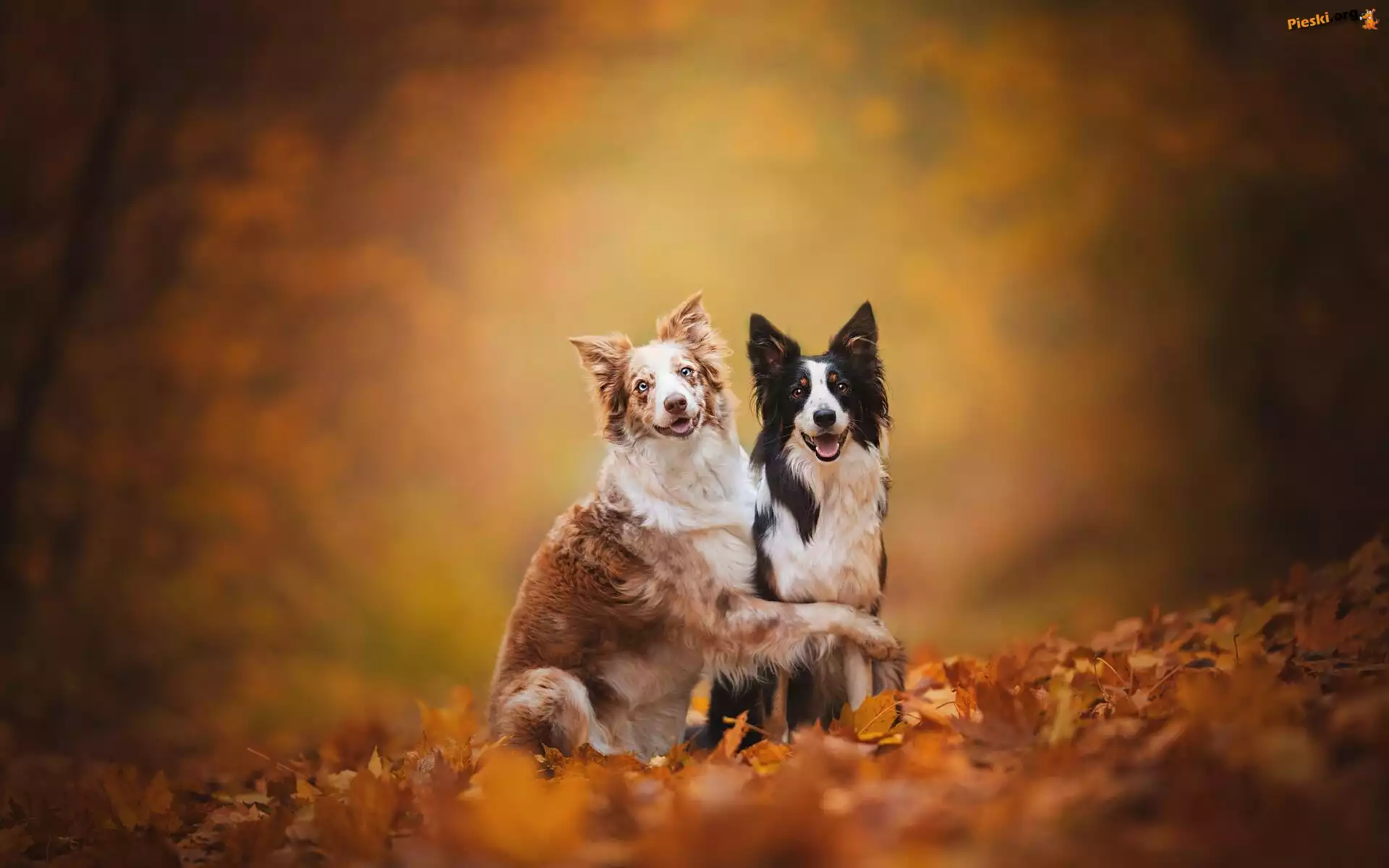 Border collie, Psy, Dwa, Liście