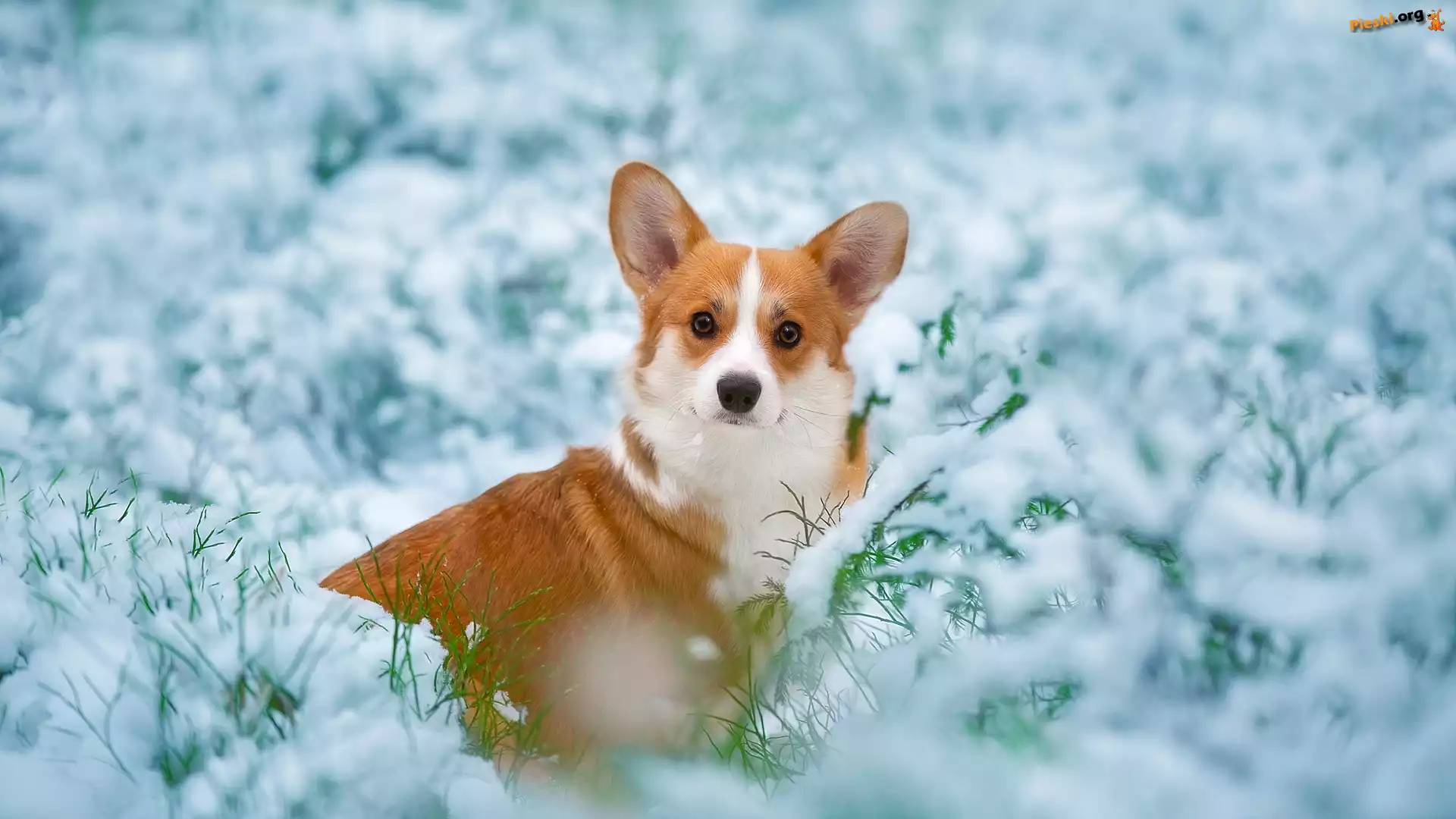 Trawa, Śnieg, Pies, Gałązki, Welsh corgi pembroke