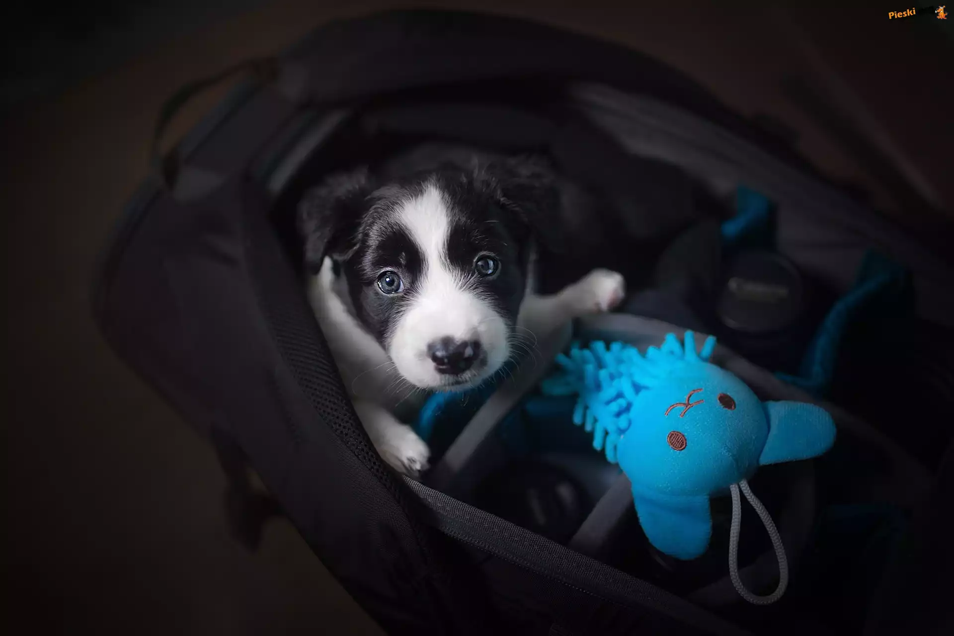 Torba, Niebieska, Border collie, Pies, Szczeniak, Zabawka