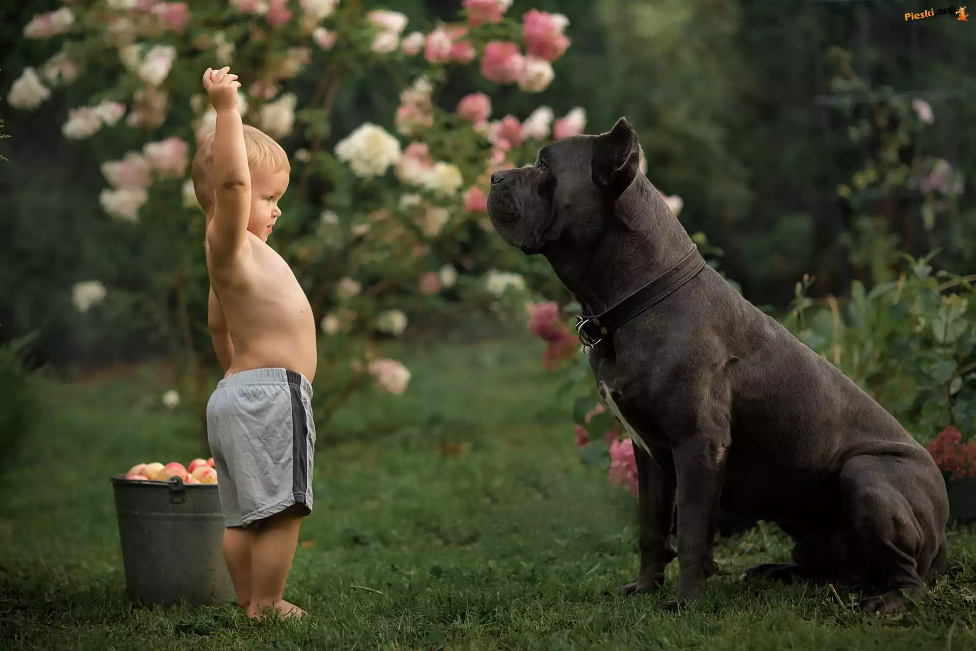 Chłopiec, Duży, Wiadro, Cane corso, Pies, Dziecko, Jabłka