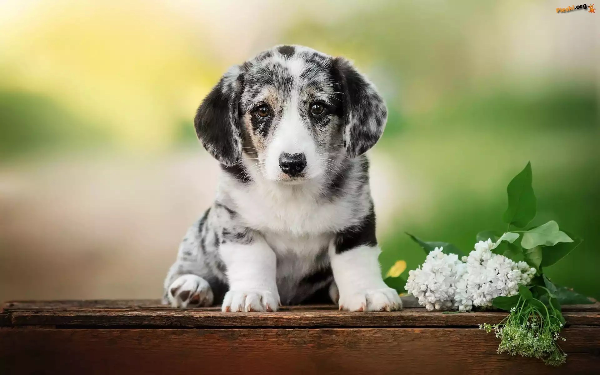 Biały, Szczeniak, Welsh corgi cardigan, Bez