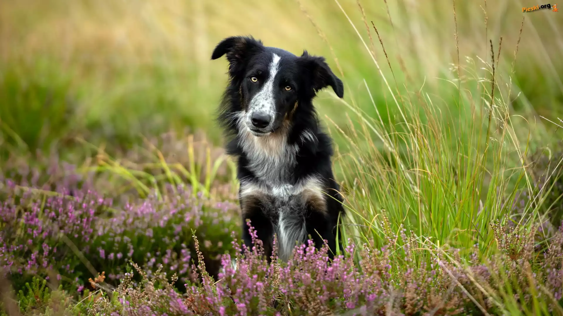 Wrzosy, Pies, Biało-czarny, Border collie, Trawa