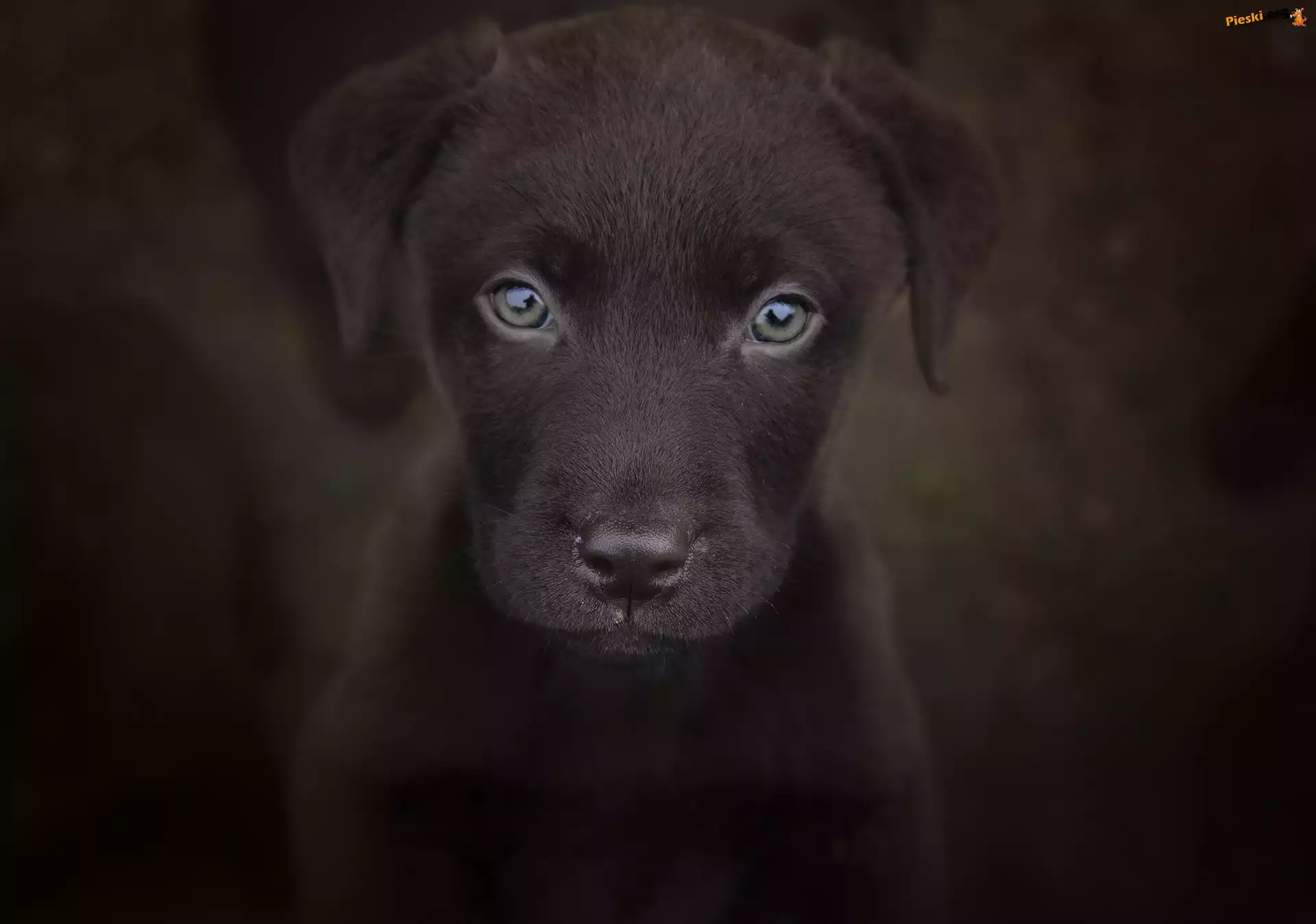 Zbliżenie, Szczeniak, Pies, Labrador retriever, Ciemne tło