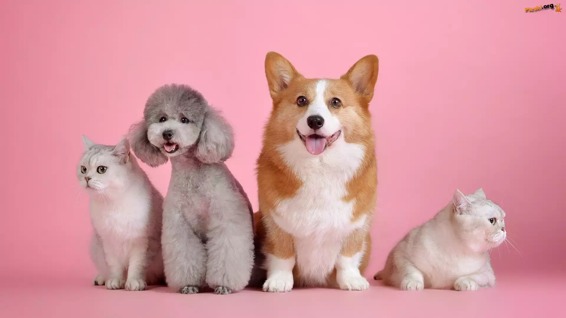 Psy, Pudel, Dwa, Welsh corgi pembroke, Koty