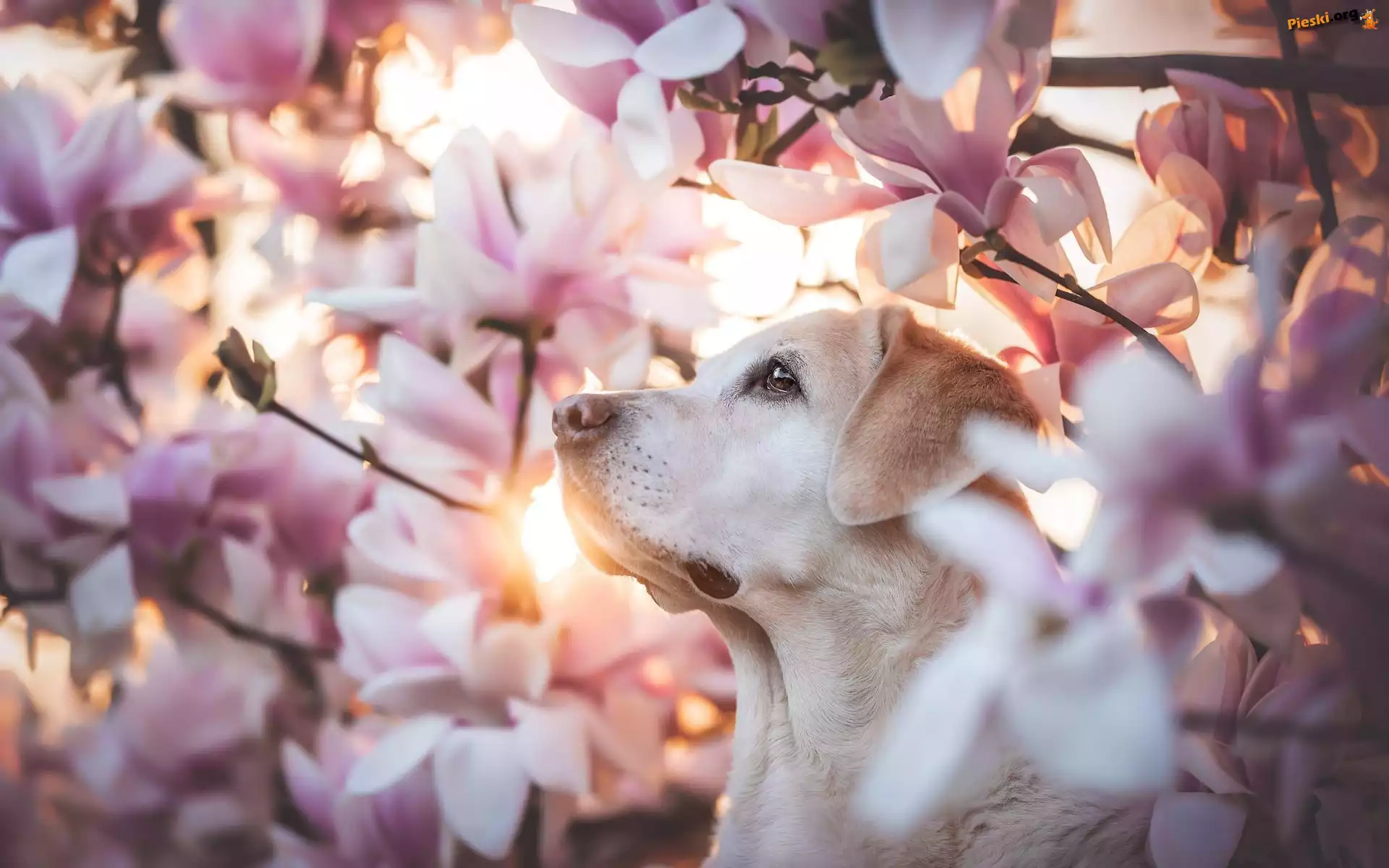 Magnolie, Kwiaty, Pies, Labrador retriever