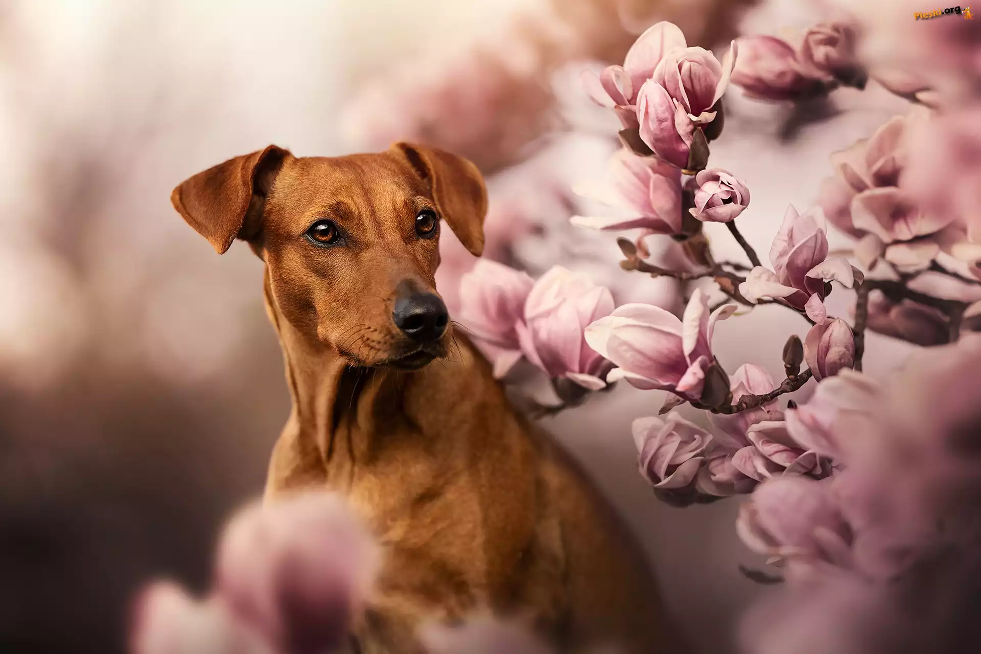 Magnolie, Kwiaty, Pies, Rhodesian ridgeback