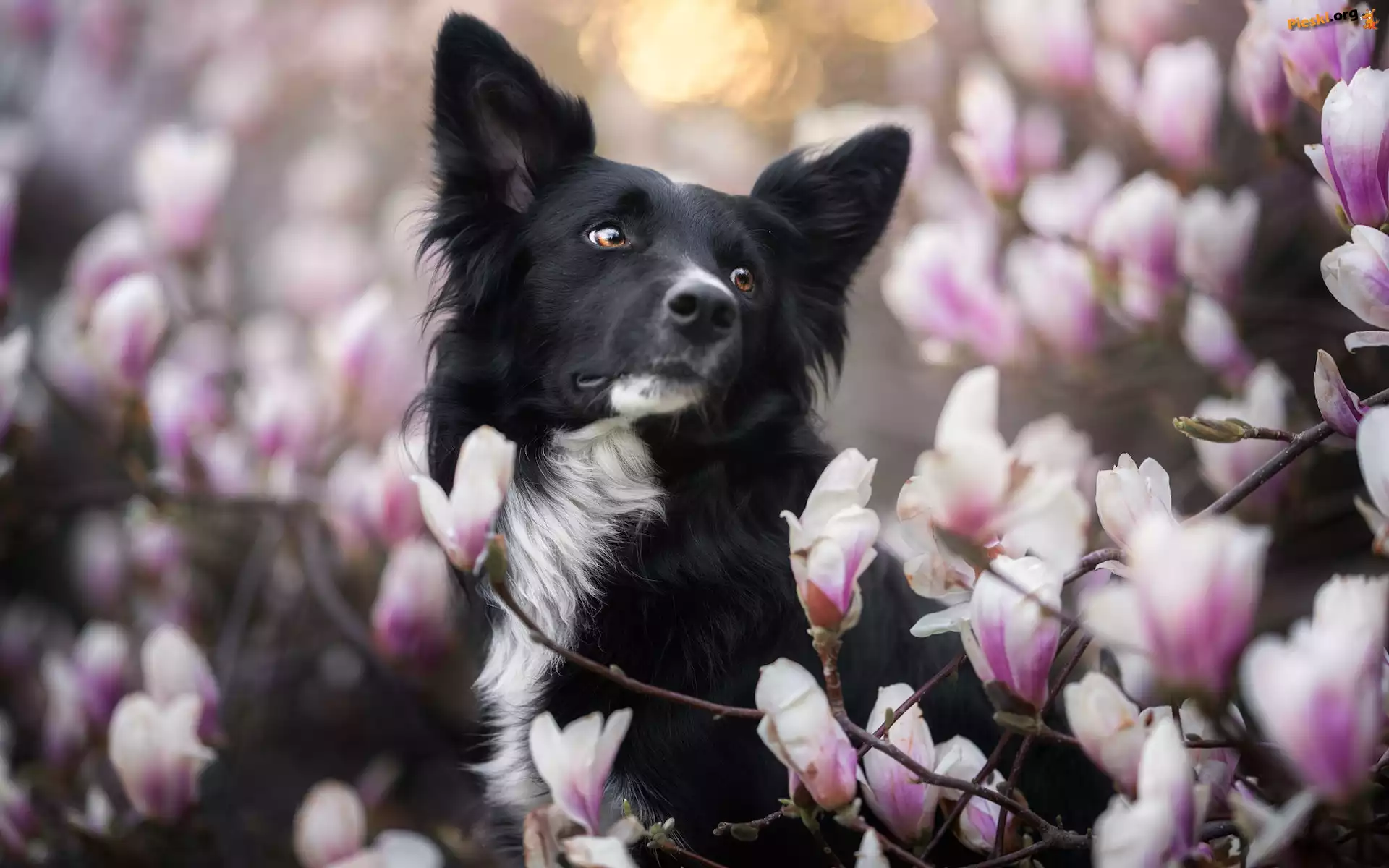 Magnolia, Kwiaty, Pies, Border collie