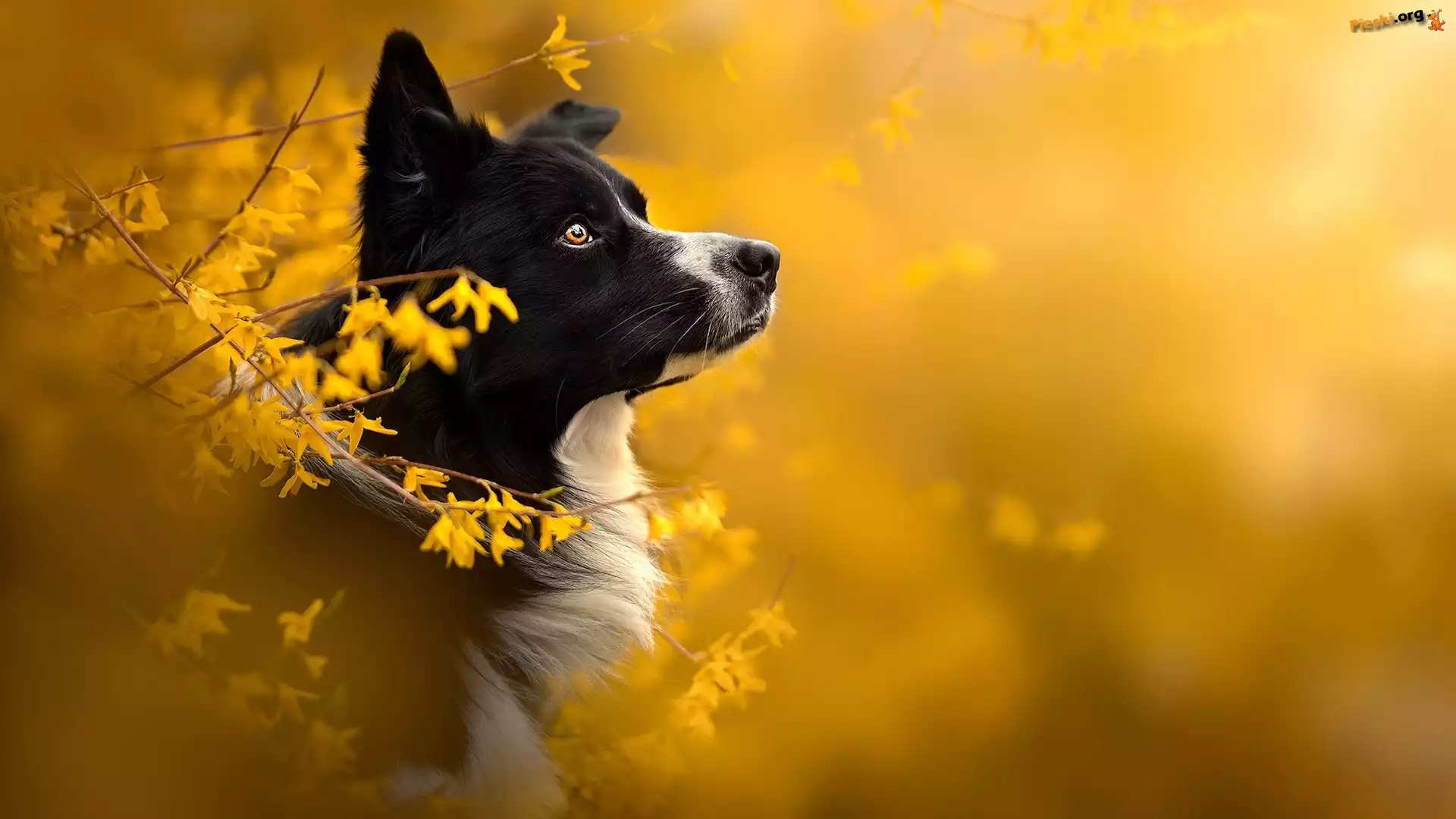 Kwiaty, Rozmycie, Pies, Forsycje, Border collie