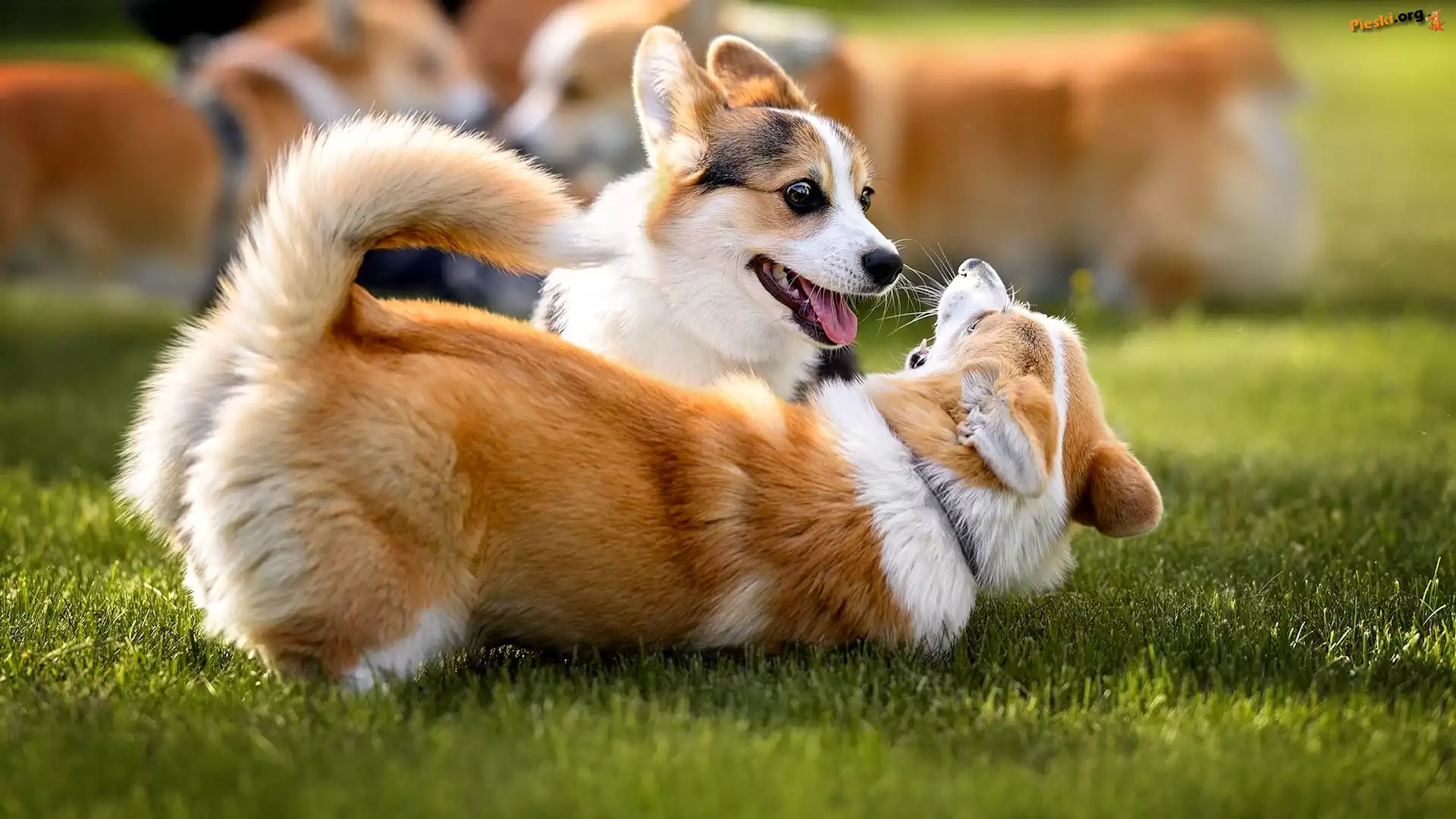 Welsh corgi cardigan, Zabawa, Dwa, Psy