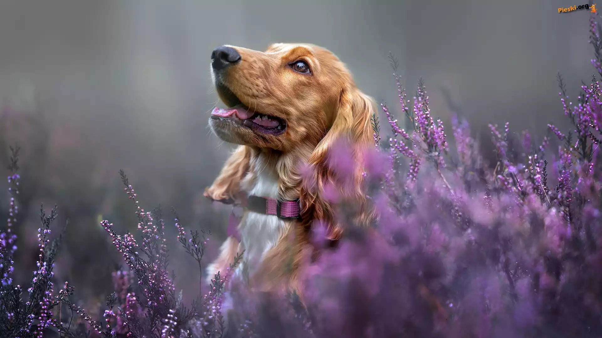 Wrzosy, Cocker spaniel, Pies