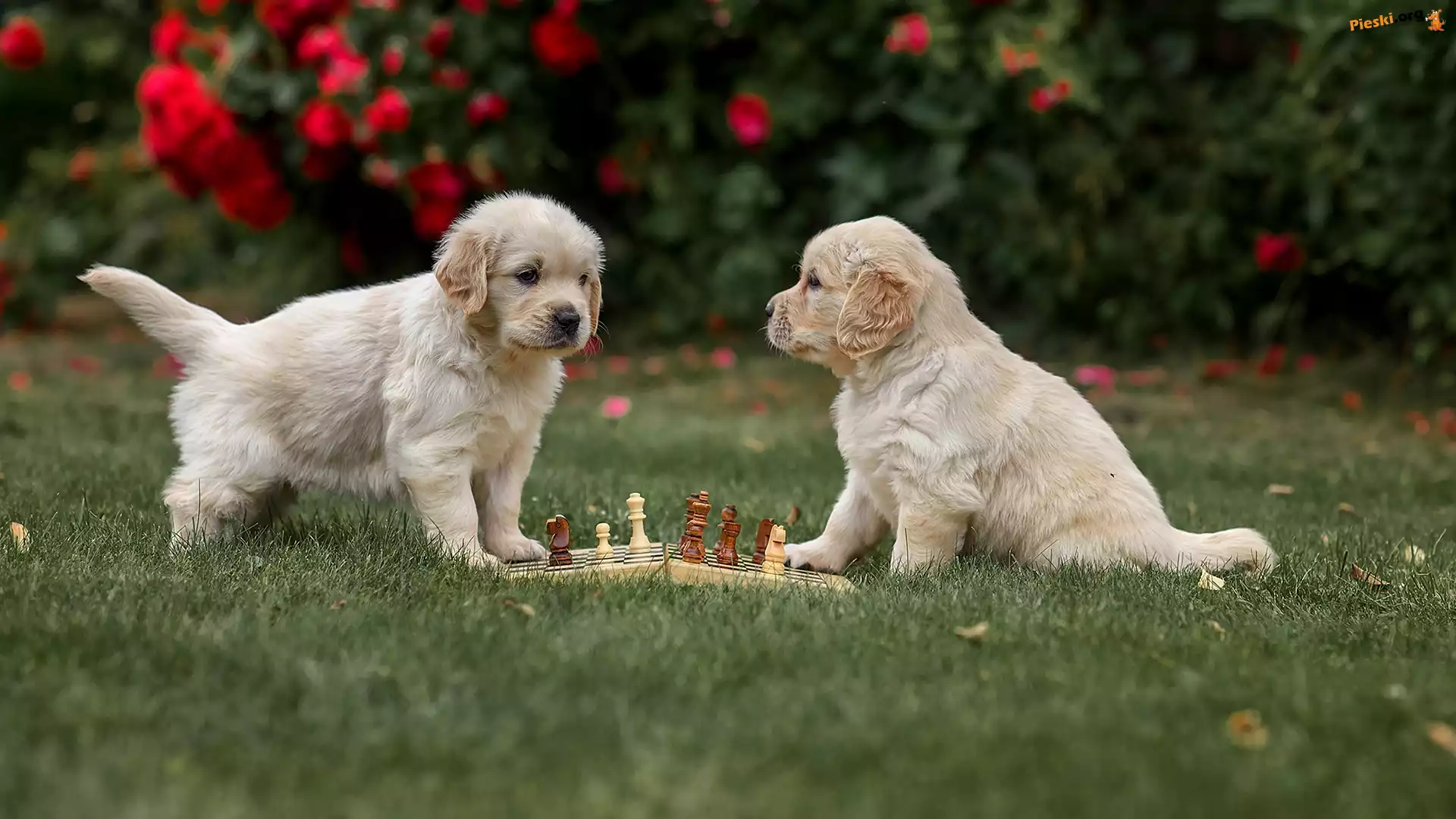 Trawa, Szczeniaki, Psy, Dwa, Szachy, Golden retrievery
