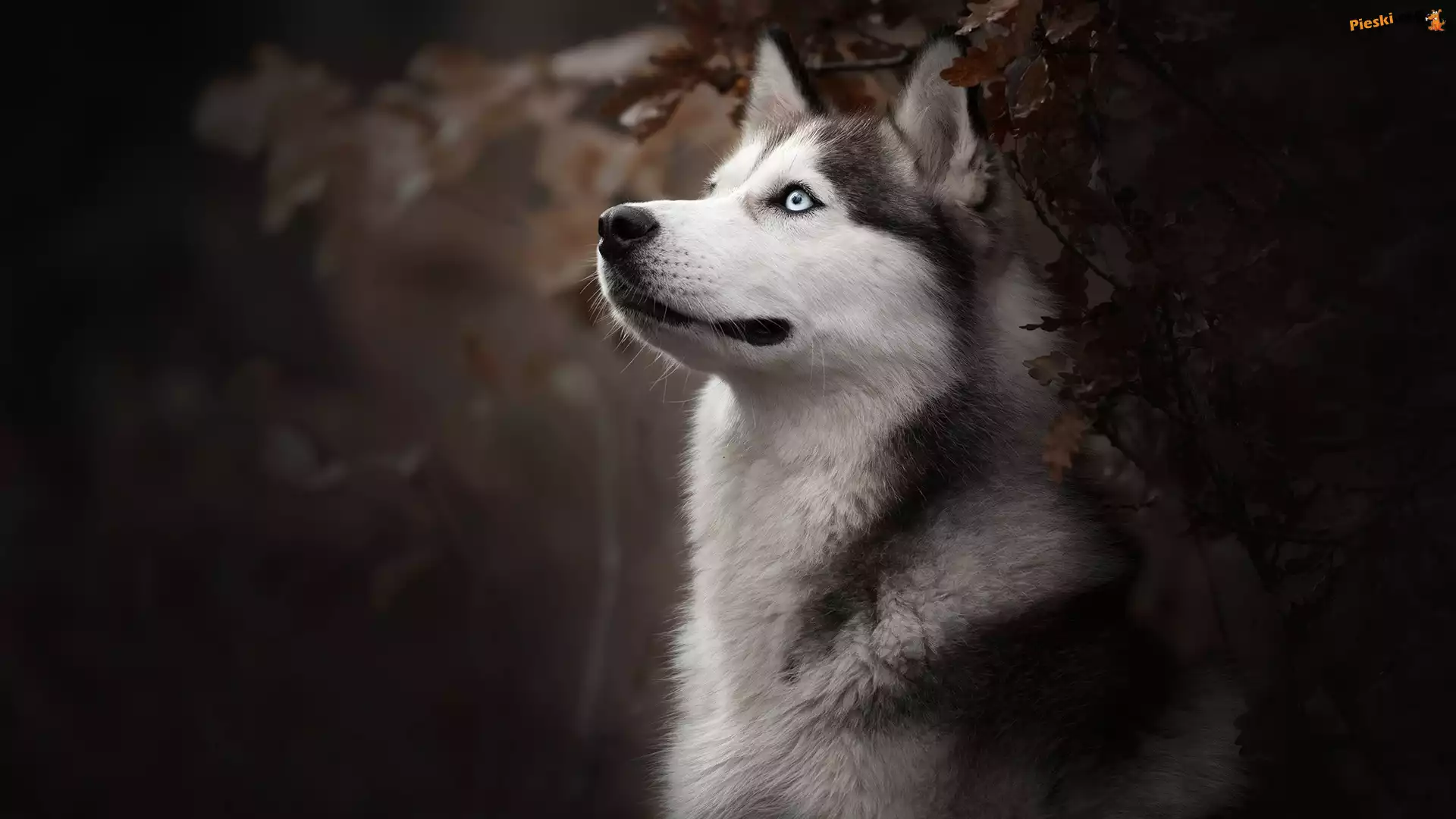 Krzew, Siberian husky, Pies