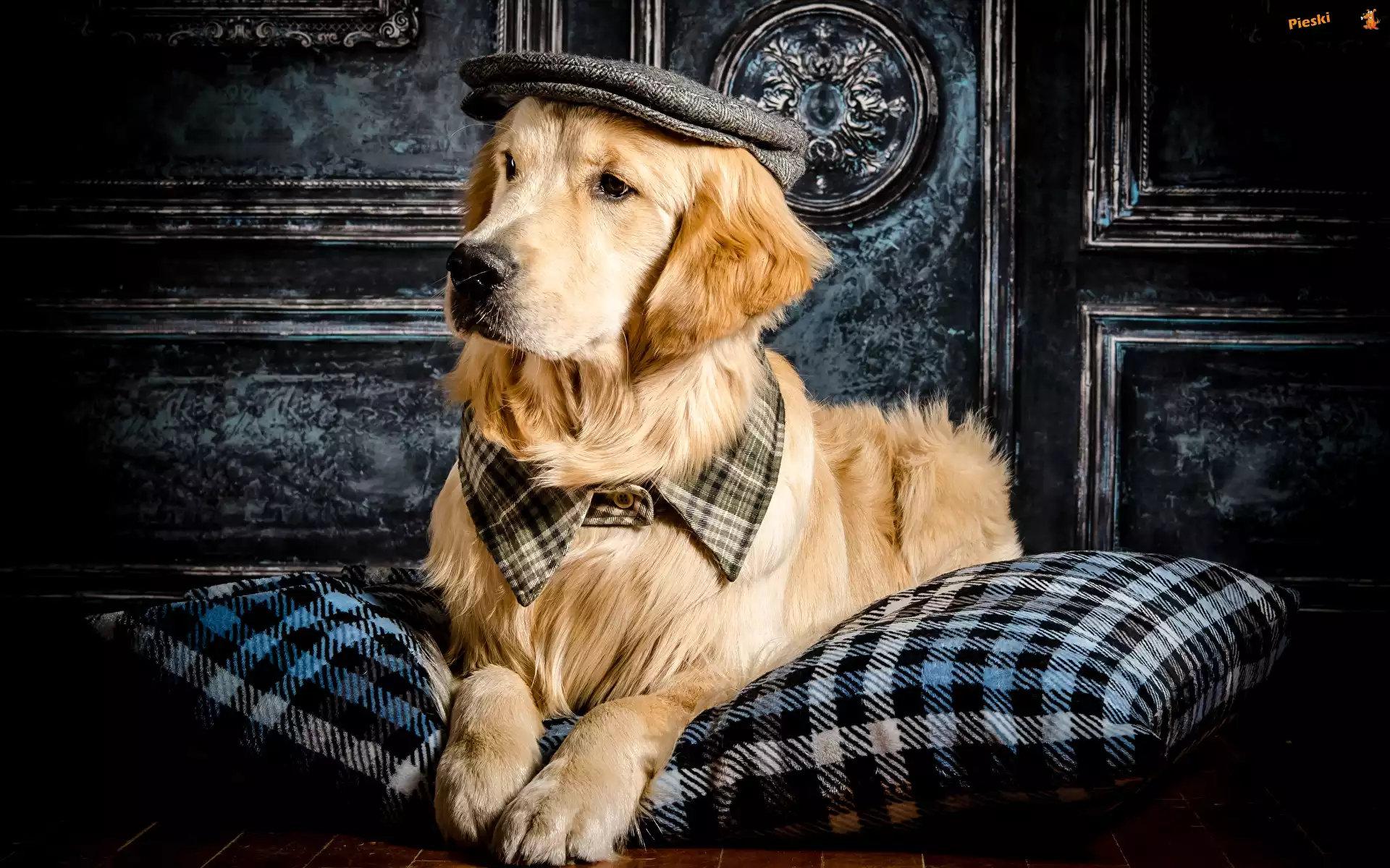 Poduszka, Czapka, Pies, Golden retriever