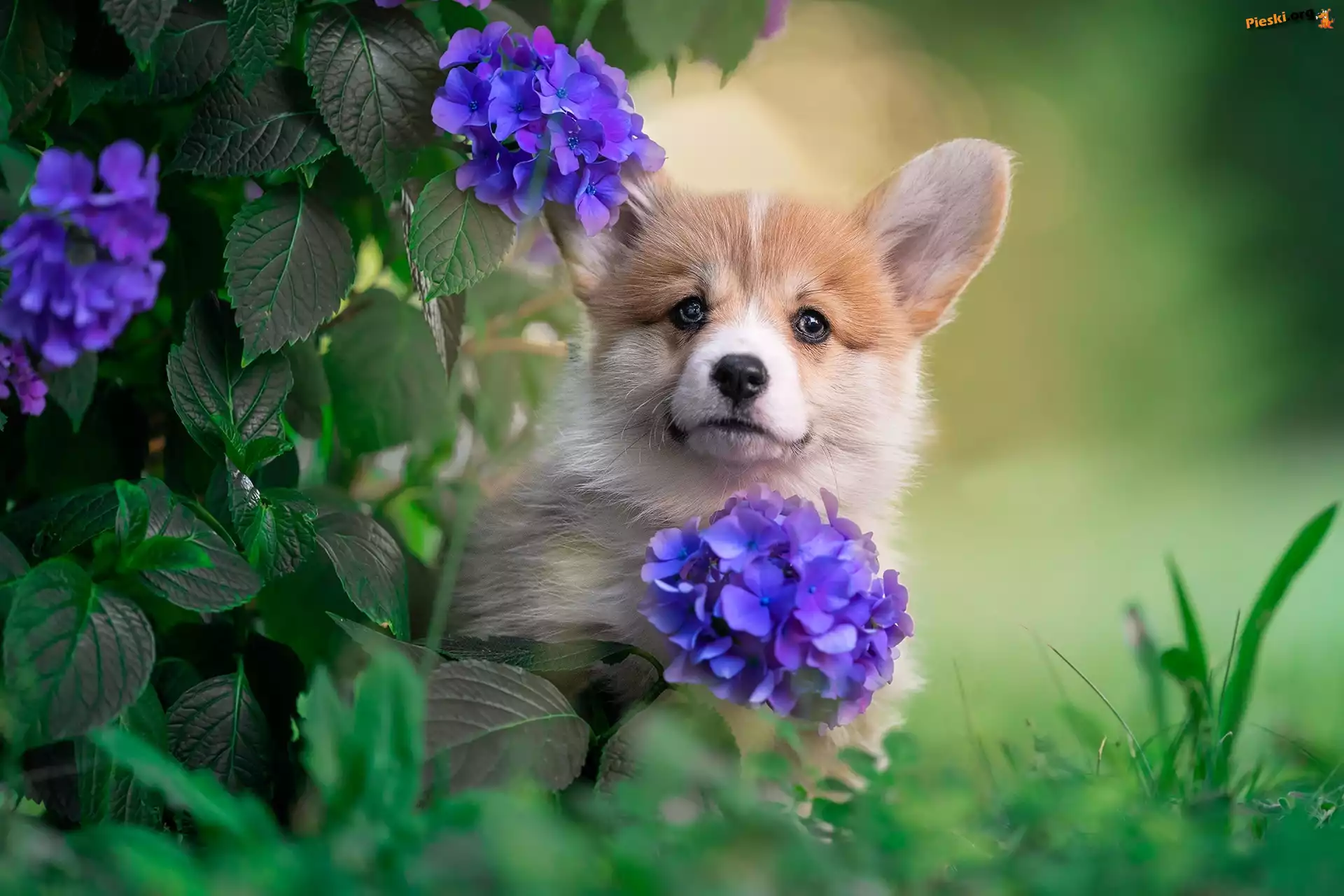 Hortensja, Kwiaty, Welsh corgi pembroke, Pies