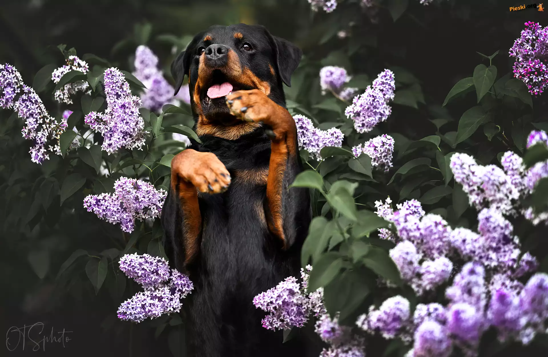Bez, Kwiaty, Rottweiler, Pies