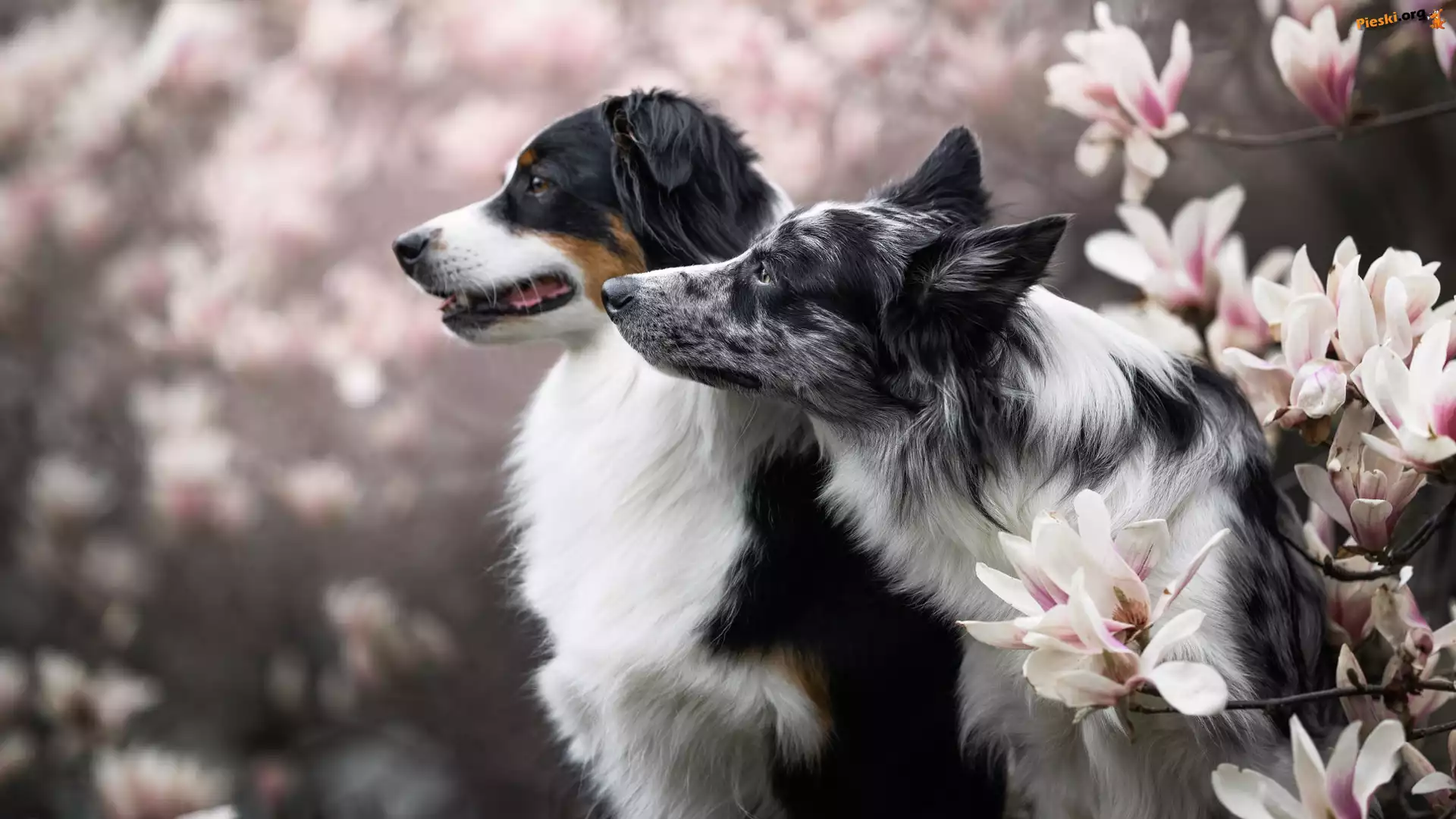 Owczarek australijski, Magnolie, Psy, Kwiaty, Border collie