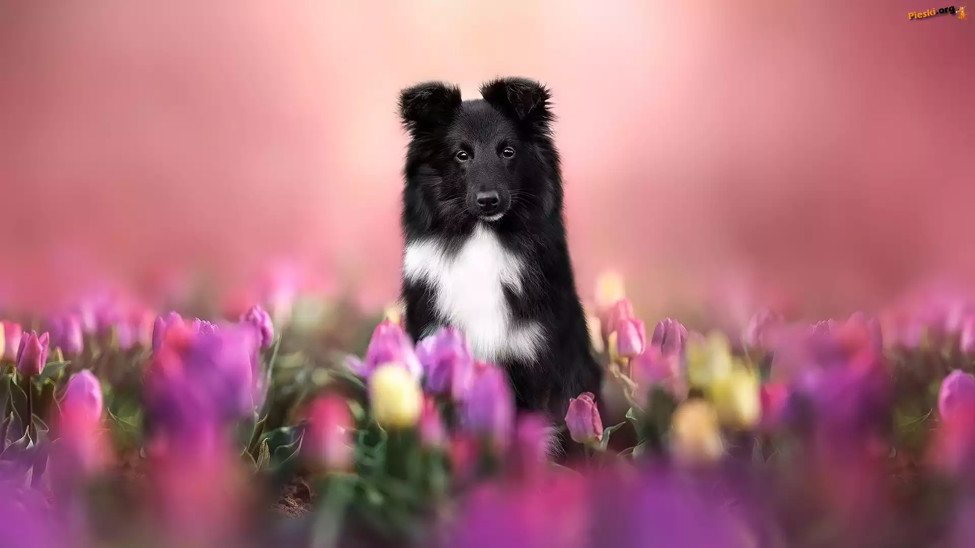 Tulipany, Owczarek szetlandzki, Pies