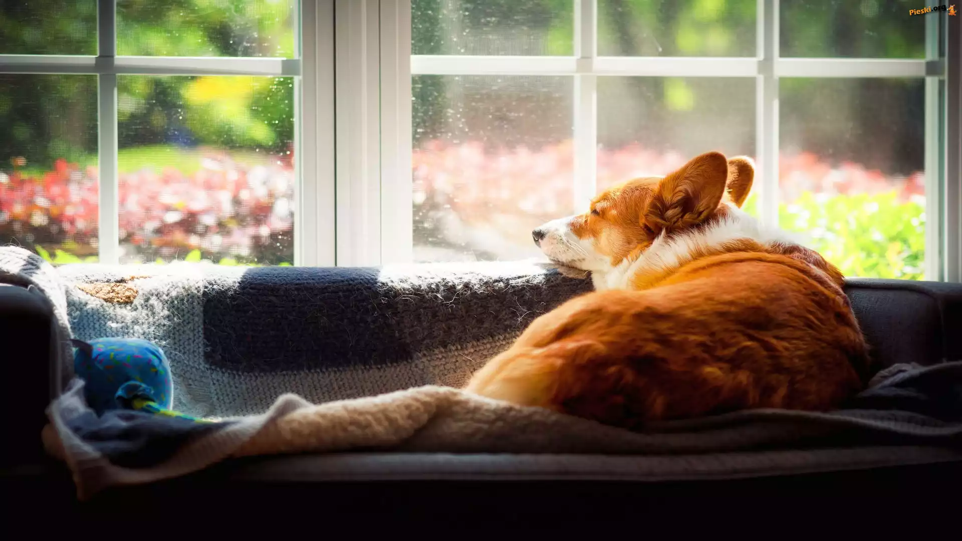Welsh corgi pembroke, Okno, Pies