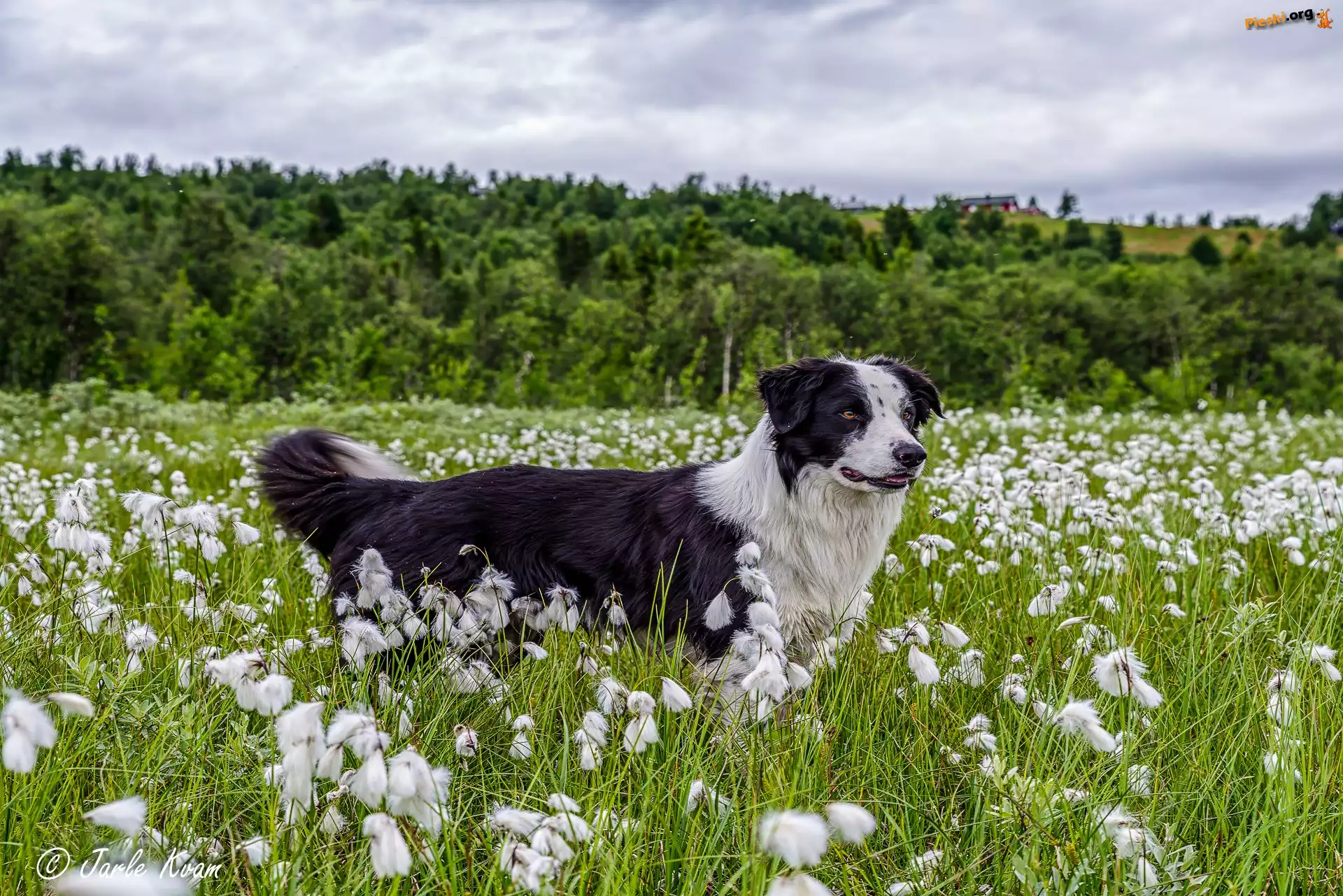 Drzewa, Bordier collie, Łąka, Pies, Rośliny, Trawa