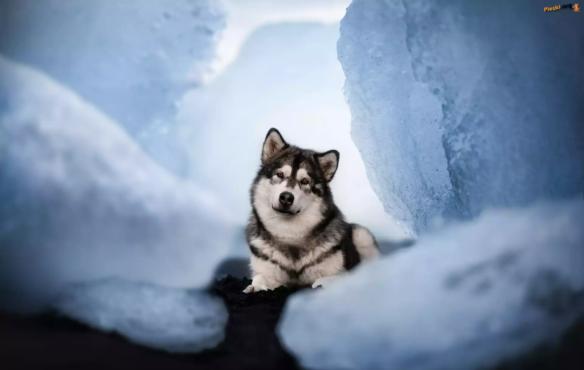 Spojrzenie, Alaskan malamute, Pies