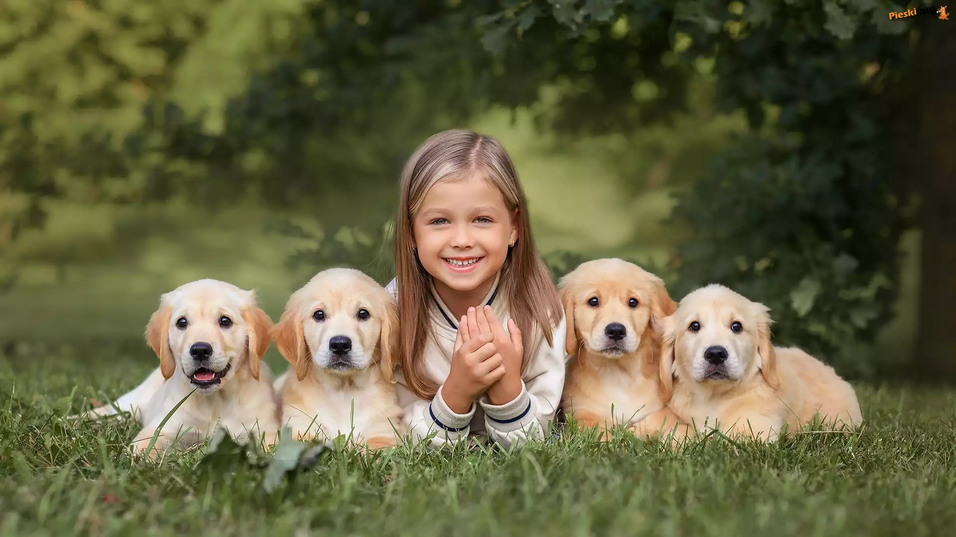 Golden retrievery, Szczeniaki, Dziewczynka, Cztery