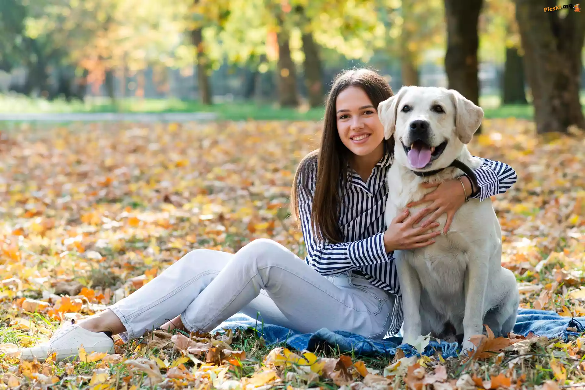 Liście, Kobieta, Biały, Długowłosa, Labrador retriever, Pies