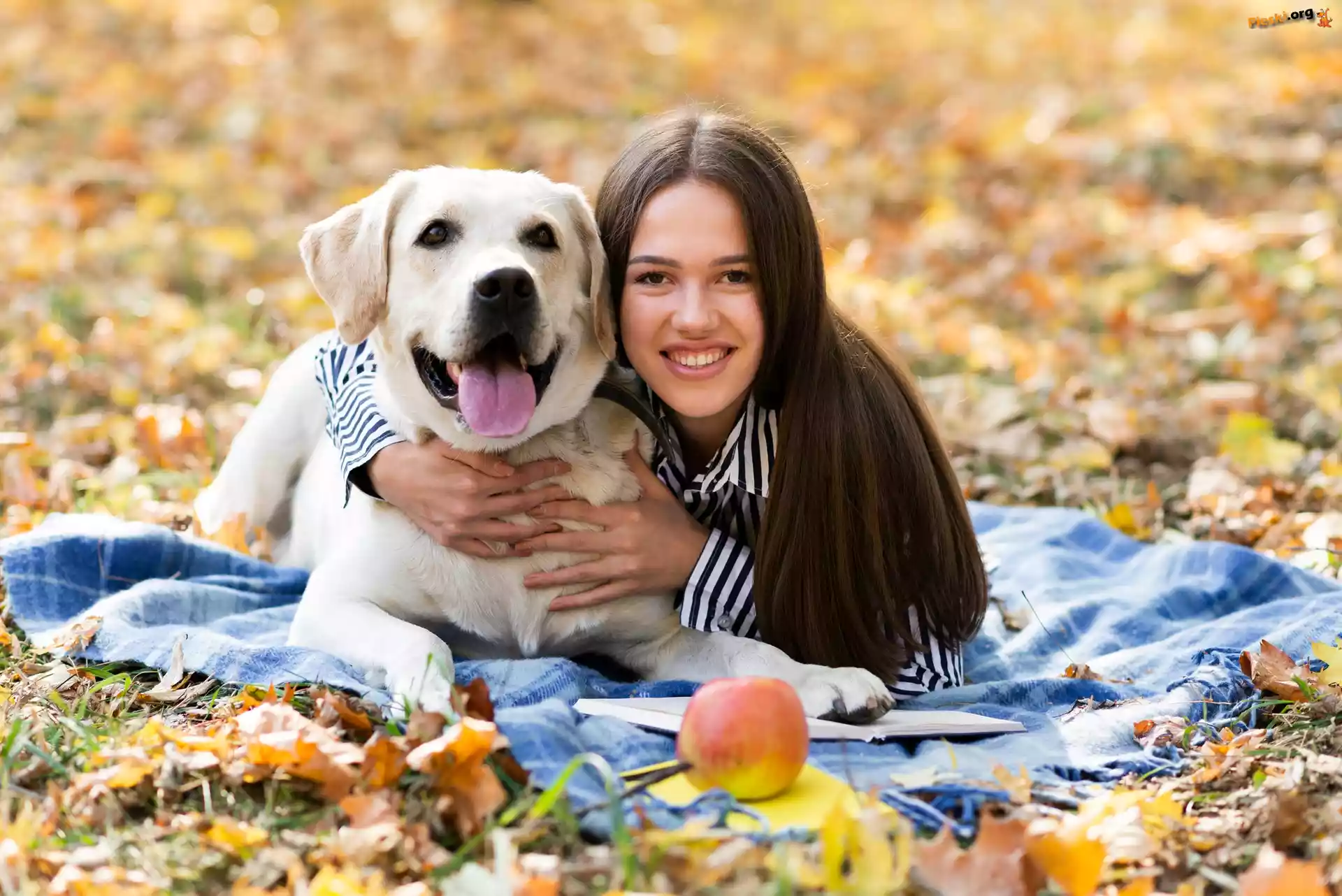 Liście, Kobieta, Biały, Jabłko, Długowłosa, Pies, Labrador retriever