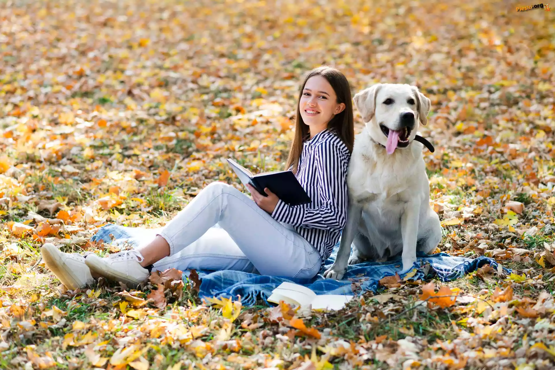 Liście, Kobieta, Książka, Labrador retriever, Długowłosa, Biały, Pies