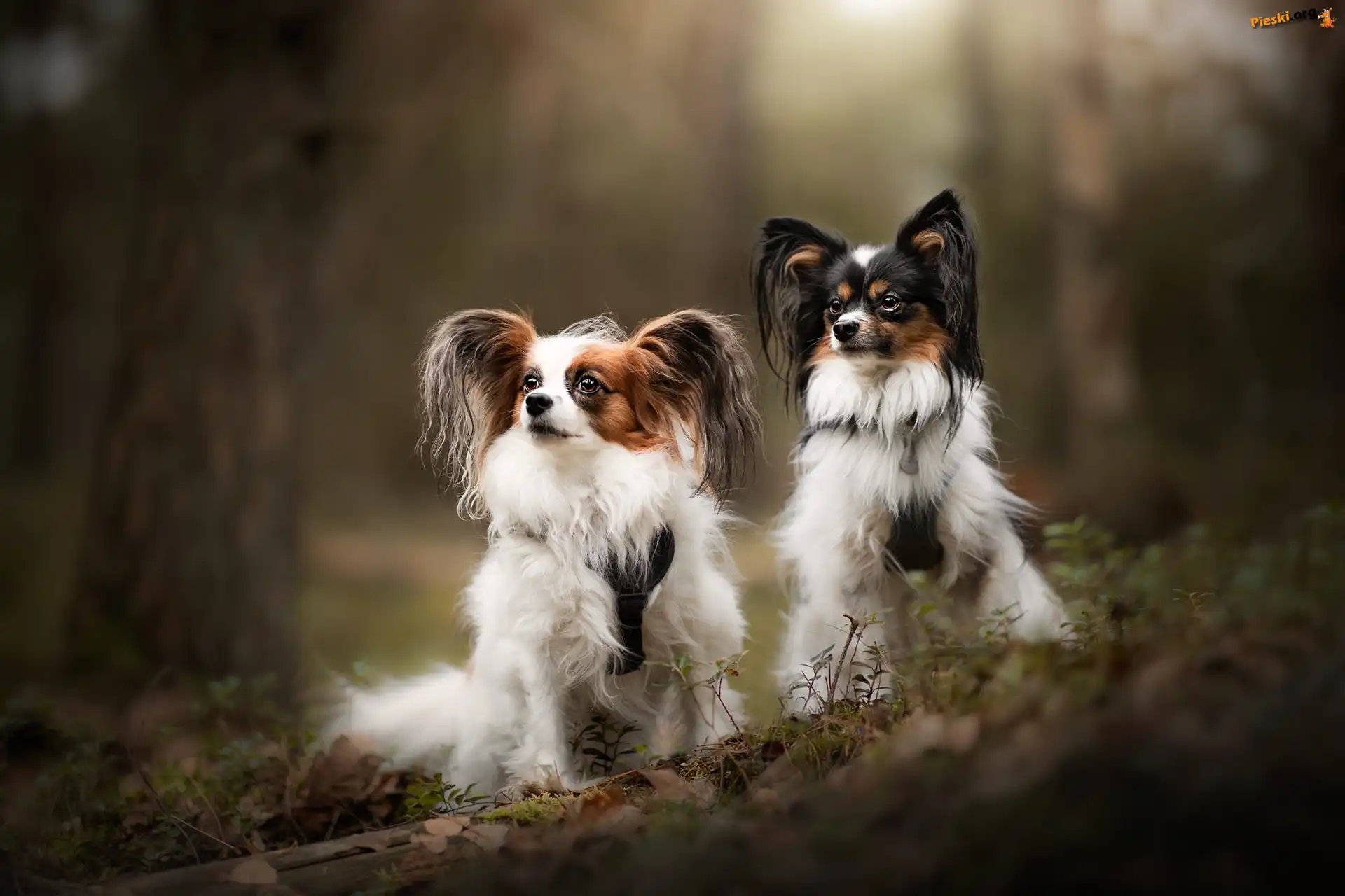 Dwa, Spaniele kontynentalne miniaturowe Papillon, Las, Psy, Drzewa