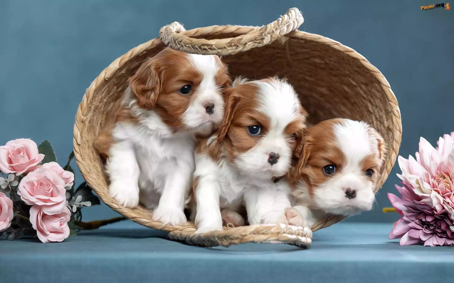 Cavalier king charles spaniel, Koszyk, Kwiaty, Chryzantemy, Róże, Psy, Szczenięta, Trzy