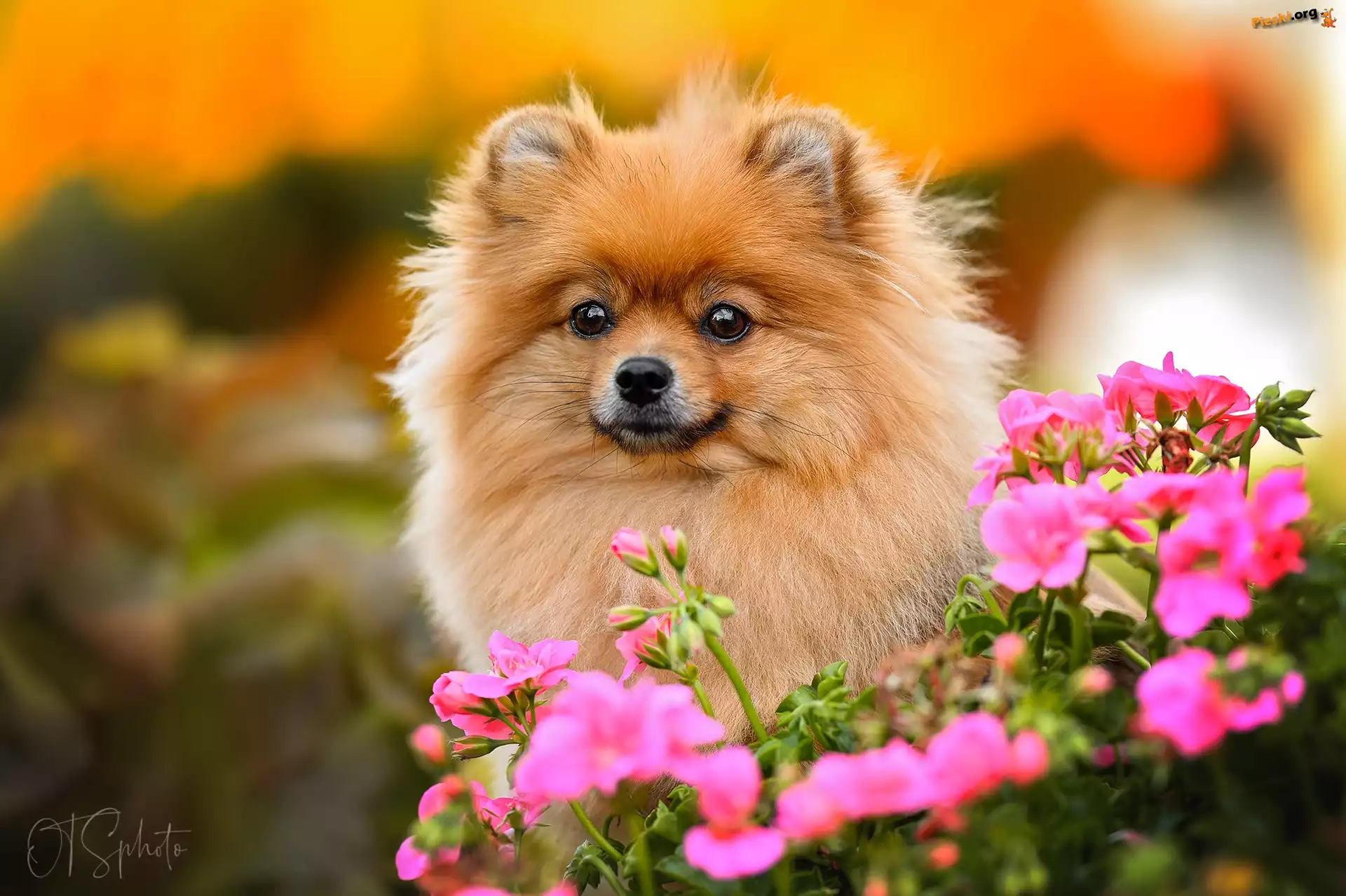 Pomeranian, Kwiaty, Pies, Mordka, Szpic miniaturowy