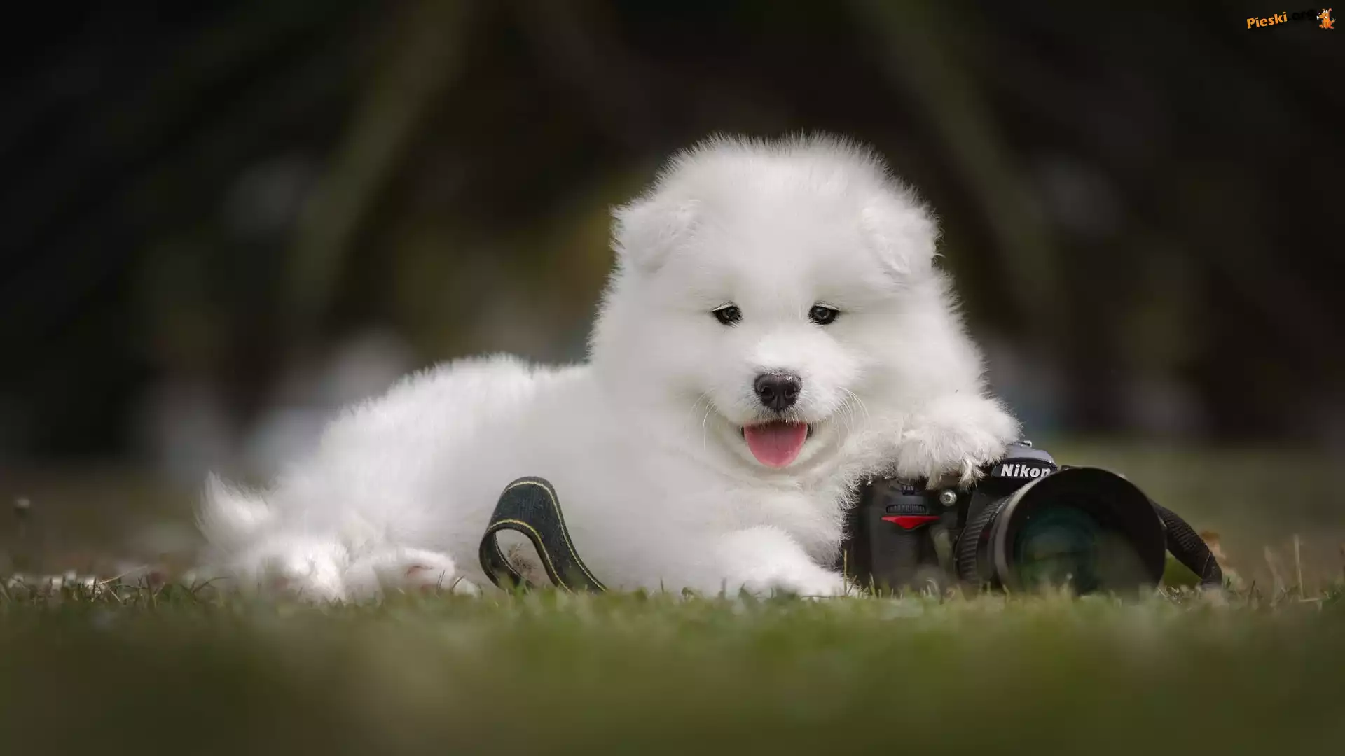 Aparat fotograficzny, Szczeniak, Pies, Samojed
