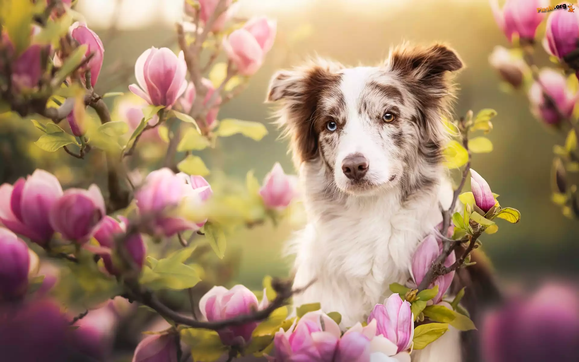 Magnolie, Border collie, Pies