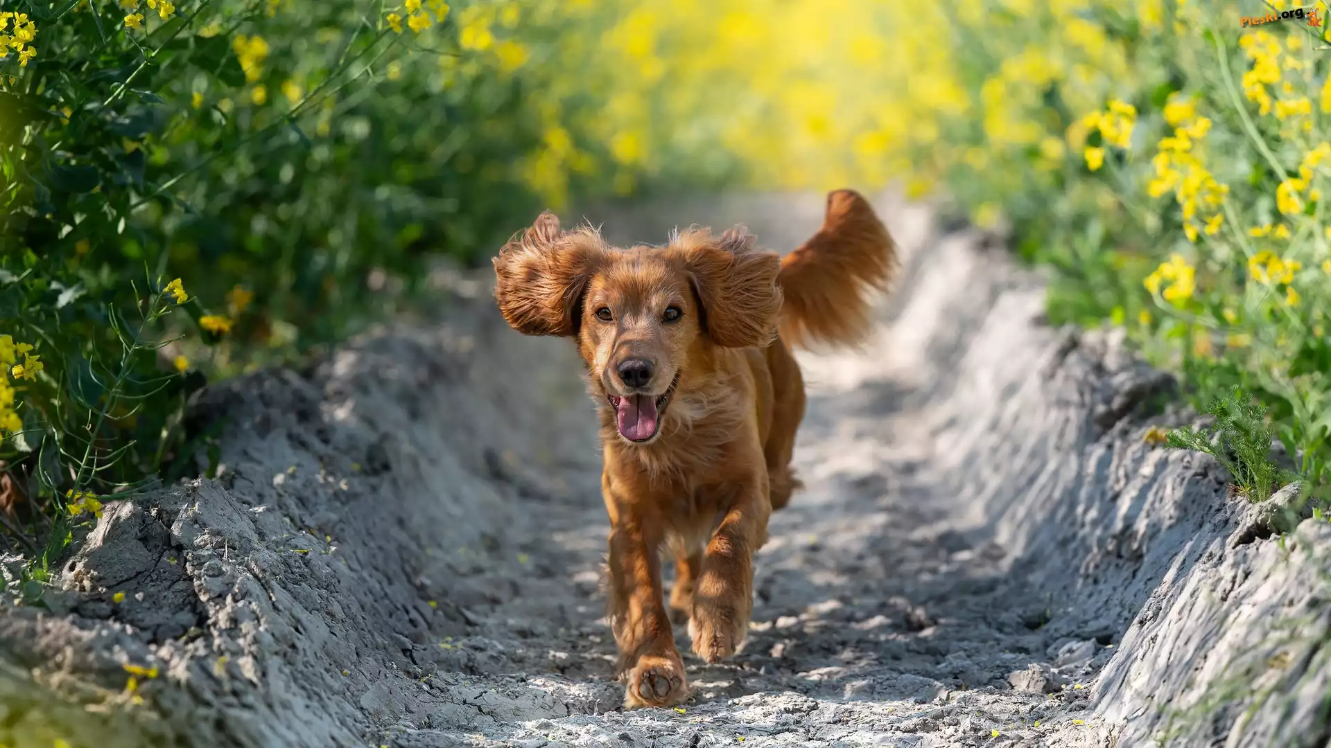 Łubin, Working cocker spaniel, Pies, Brązowy