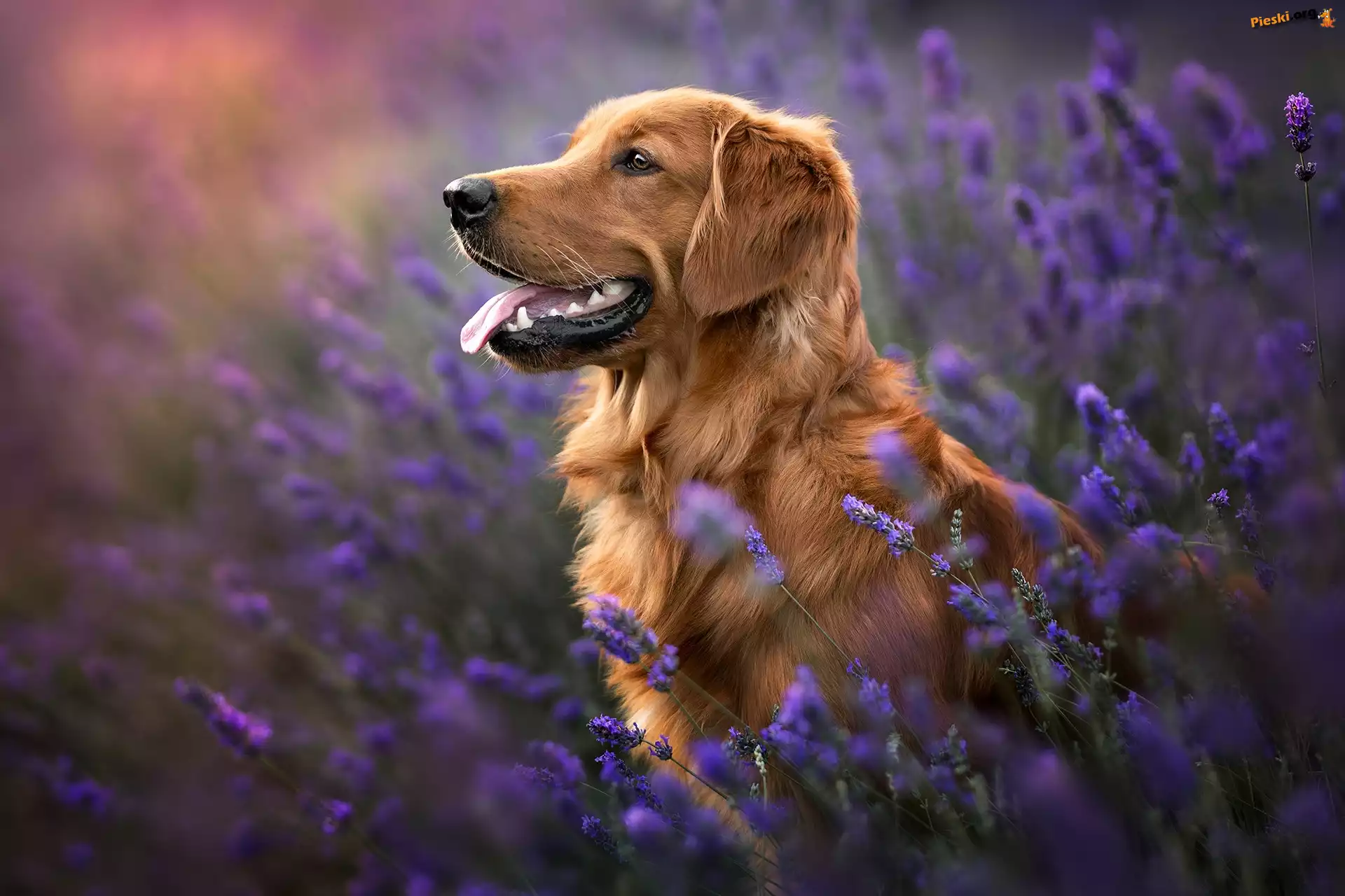 Język, Lawenda, Pies, Kwiaty, Golden retriever