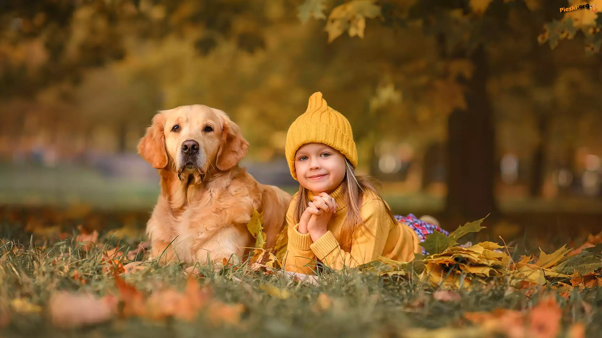 Liście, Czapka, Pies, Drzewo, Dziewczynka, Golden retriever, Łąka