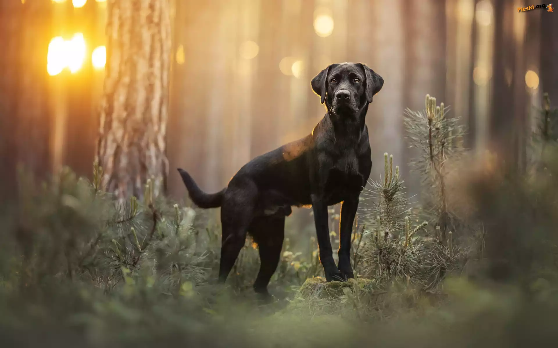 Las, Labrador retriever, Czarny, Pies
