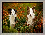 Łąka, Kundelek, Psy, Border collie, Kwiaty