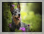 Kwiaty, Australian cattle dog, Pies, Mordka, Rośliny