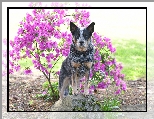 Kwiaty, Australian cattle dog, Pies, Obroża, Różanecznik